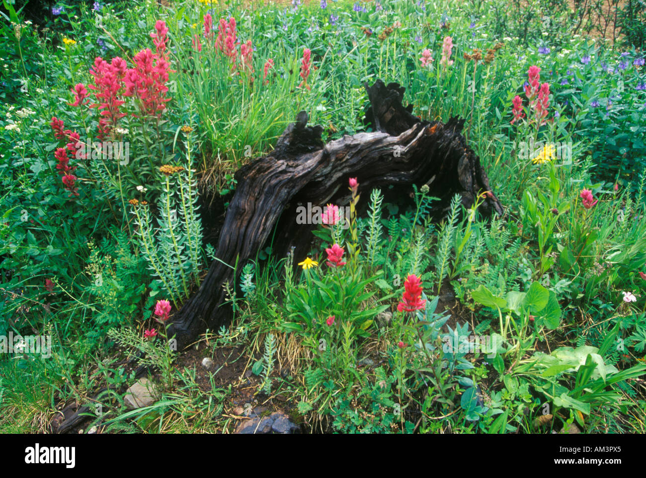 Motifs de Boone Hall Plantation Charleston en Caroline du Sud Banque D'Images