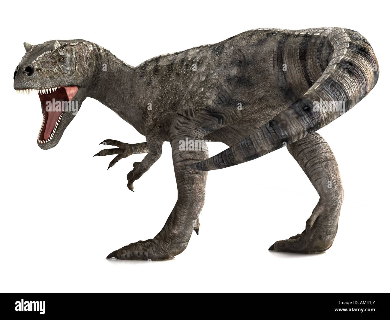 Un dinosaure géant appelé un Allosaurus donne un rugissement avant une attaque violente Banque D'Images