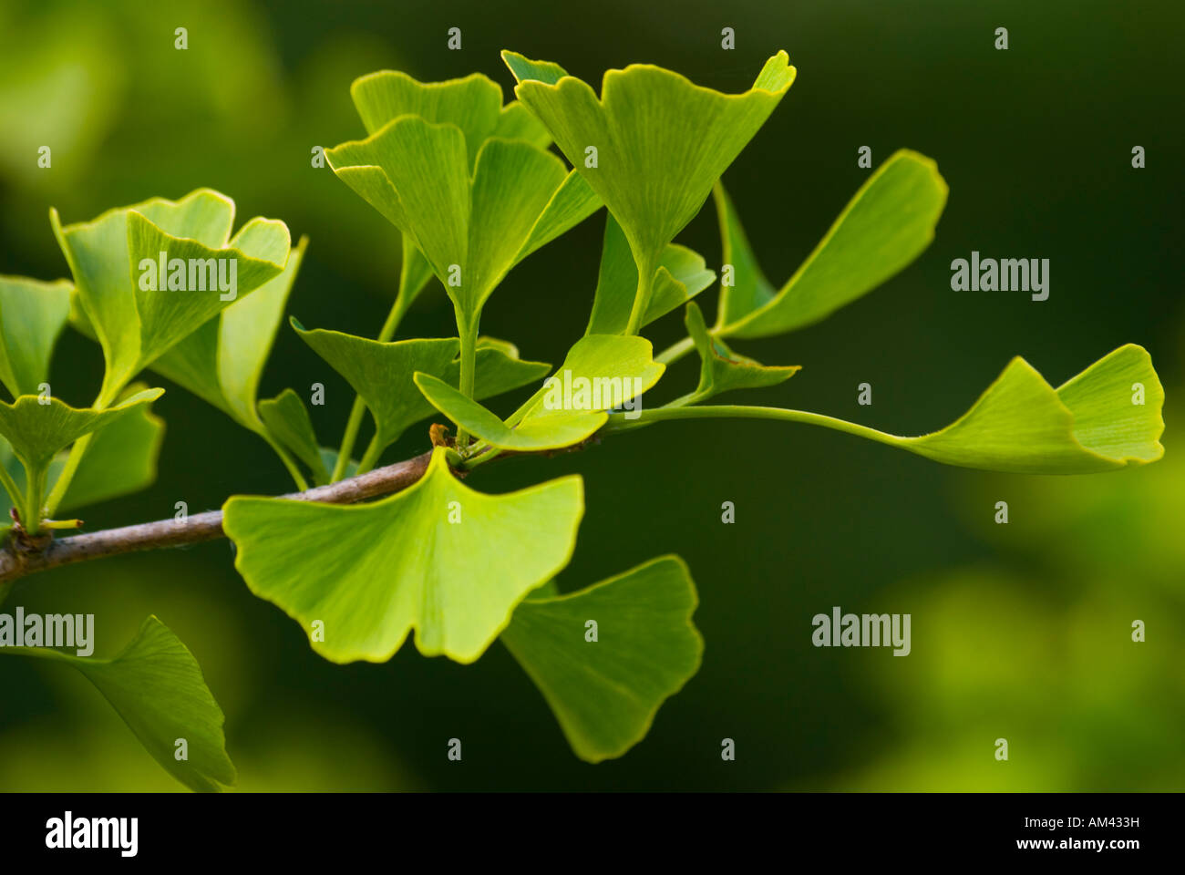 Les feuilles de l'arbre Ginkgo biloba, souvent utilisé en phytothérapie et recours et décrit comme un fossile vivant. Banque D'Images