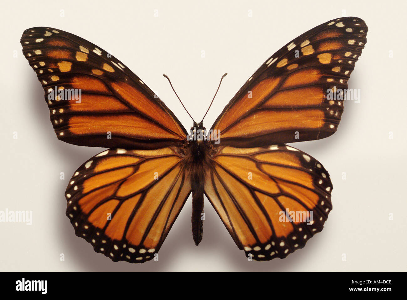 Papillon monarque. Nom latin Danaus plexippus Banque D'Images