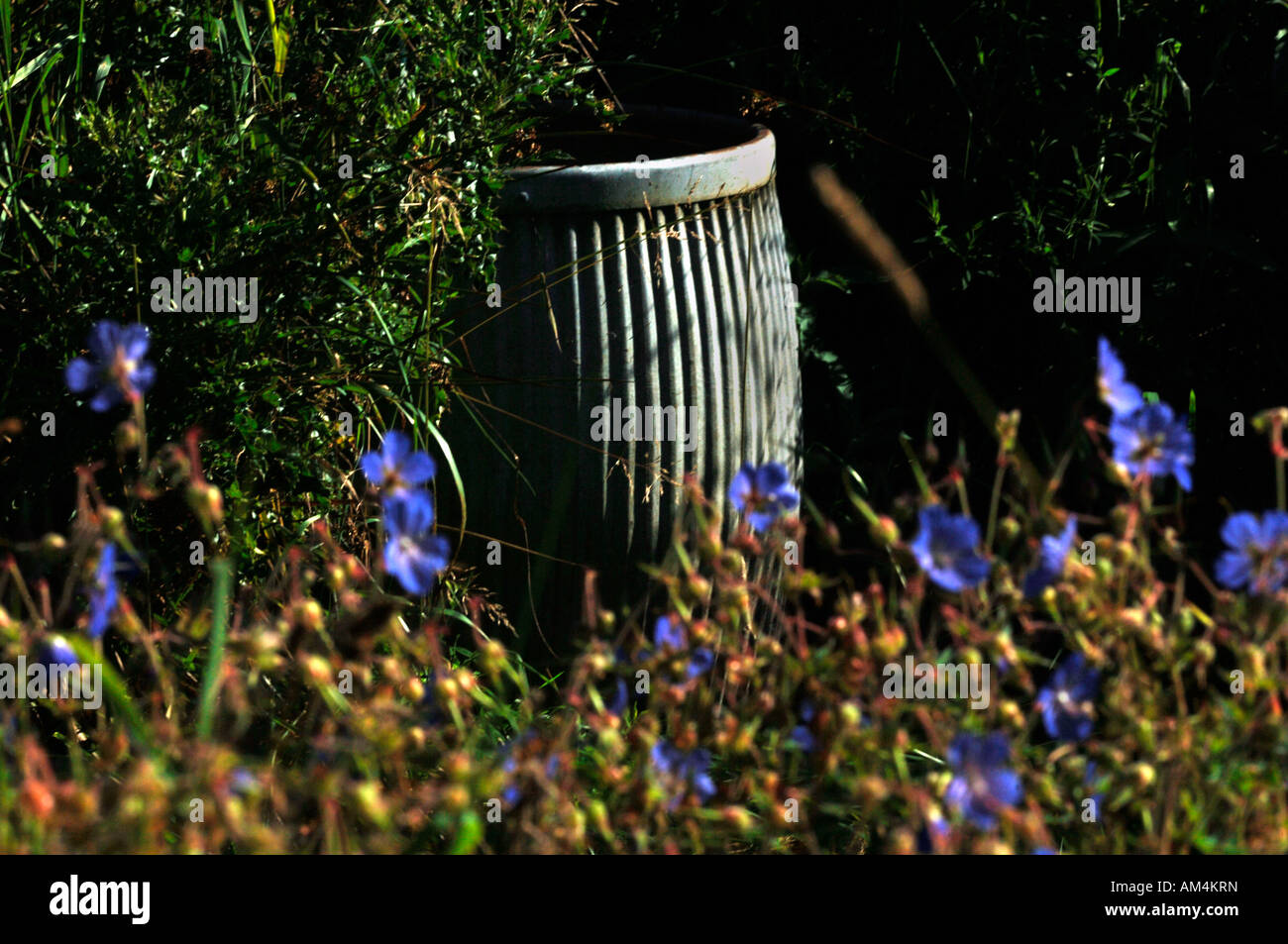 Scène de jardin avec Prairie Loi grues de géraniums,& un ondulé galvanisé le baril. Banque D'Images