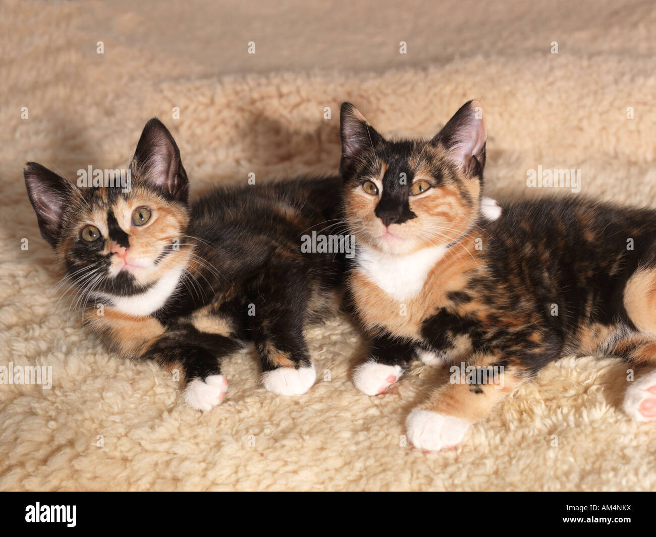 Deux chatons écaille Banque D'Images