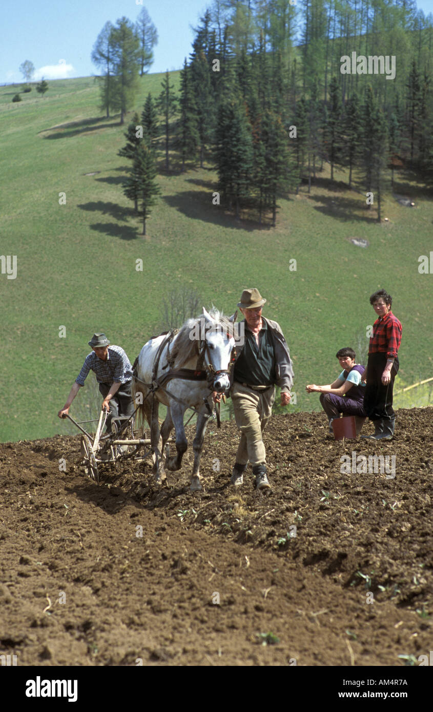 La plantation de pommes de terre près de Gyimes Szekelyland la Transylvanie Roumanie Banque D'Images
