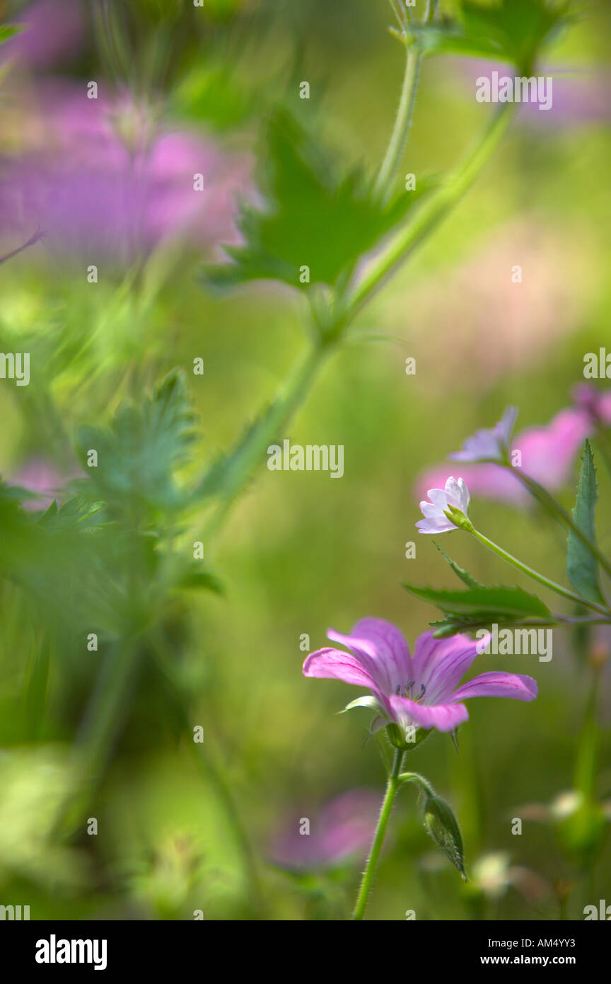 Geranium endressii dans un jardin de Dorset England UK PR Banque D'Images