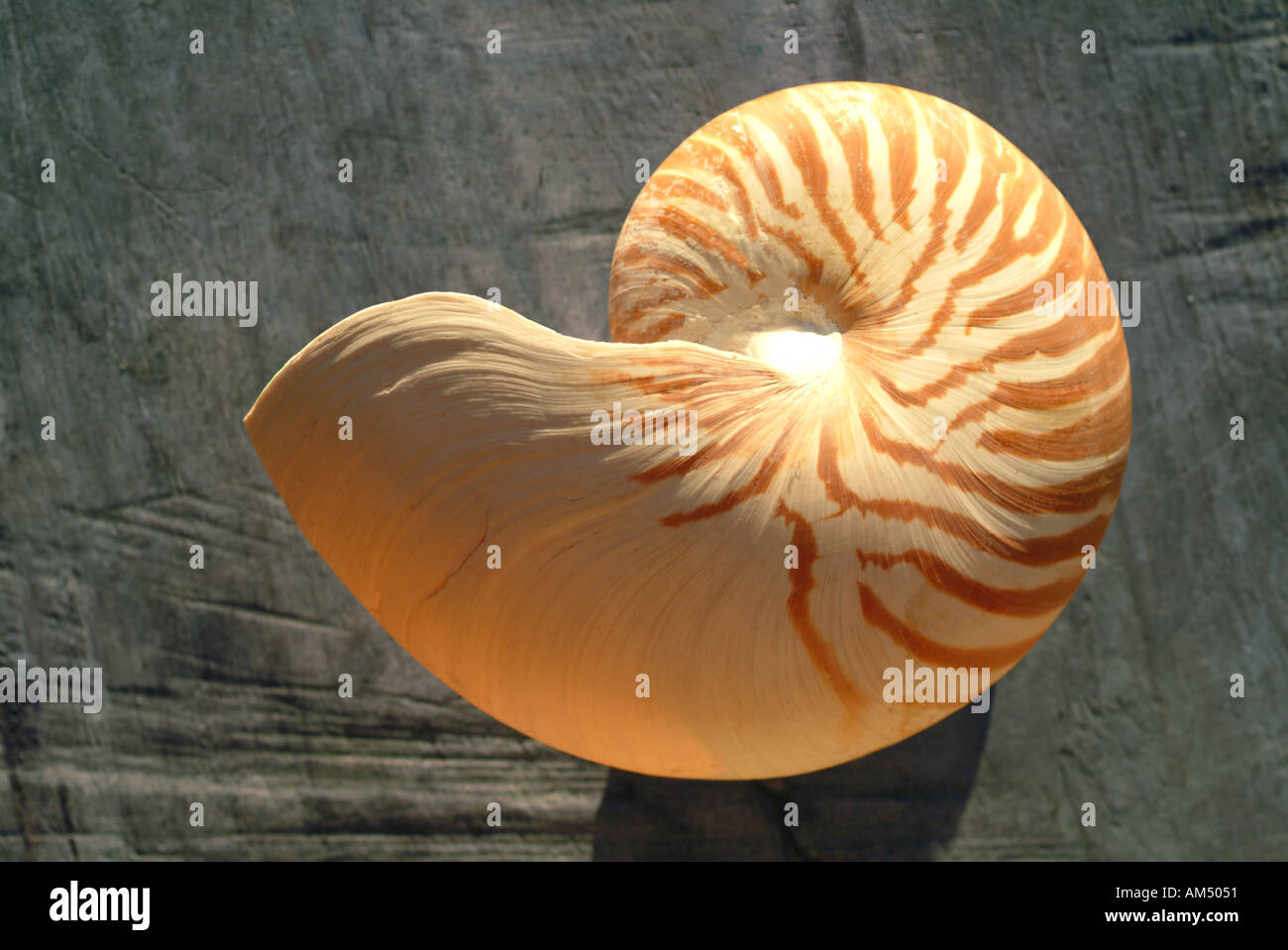 Coquille de Nautile Banque D'Images