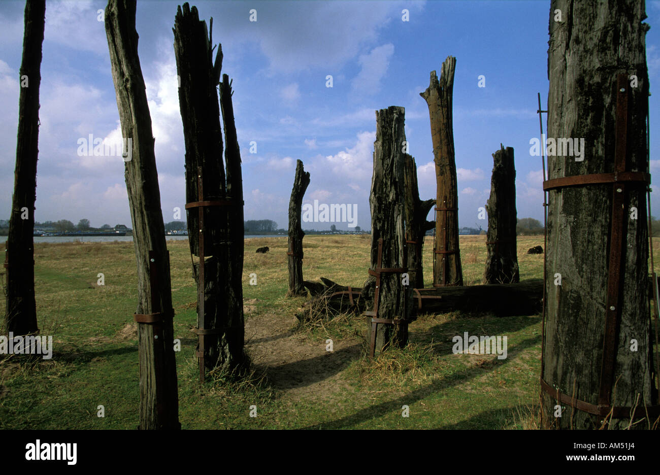 Reste de très vieux Millingerwaard chênes datant de l'époque romaine Banque D'Images