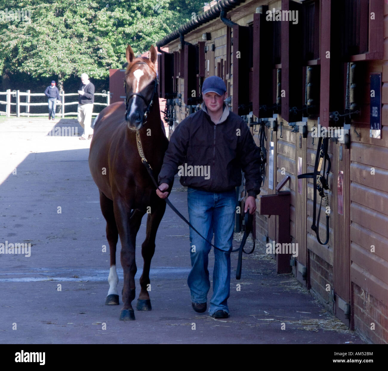 Cheval de course Banque D'Images