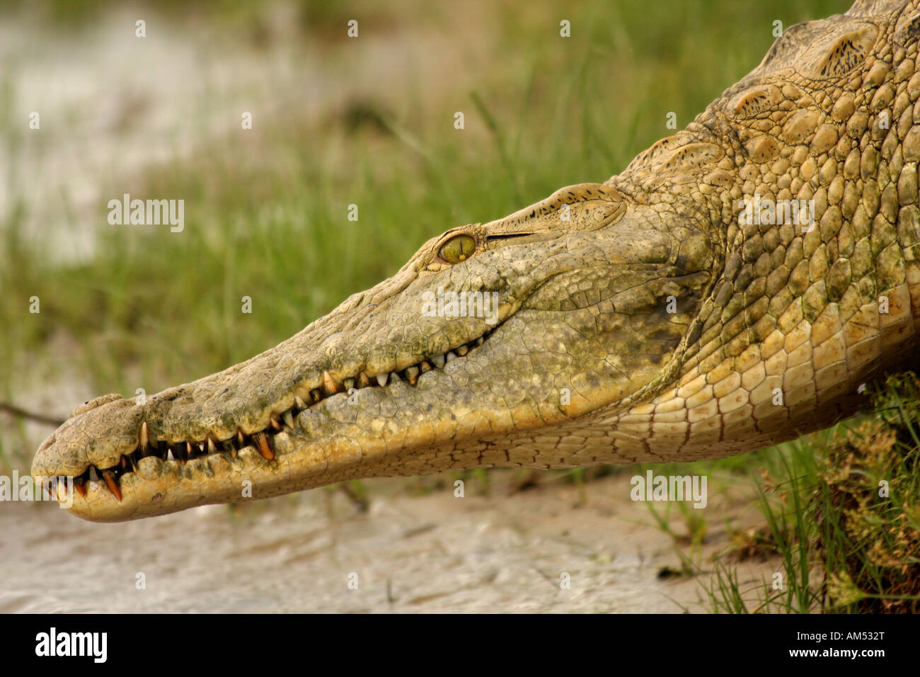 - Le crocodile du Nil Crocodylus niloticus Banque D'Images