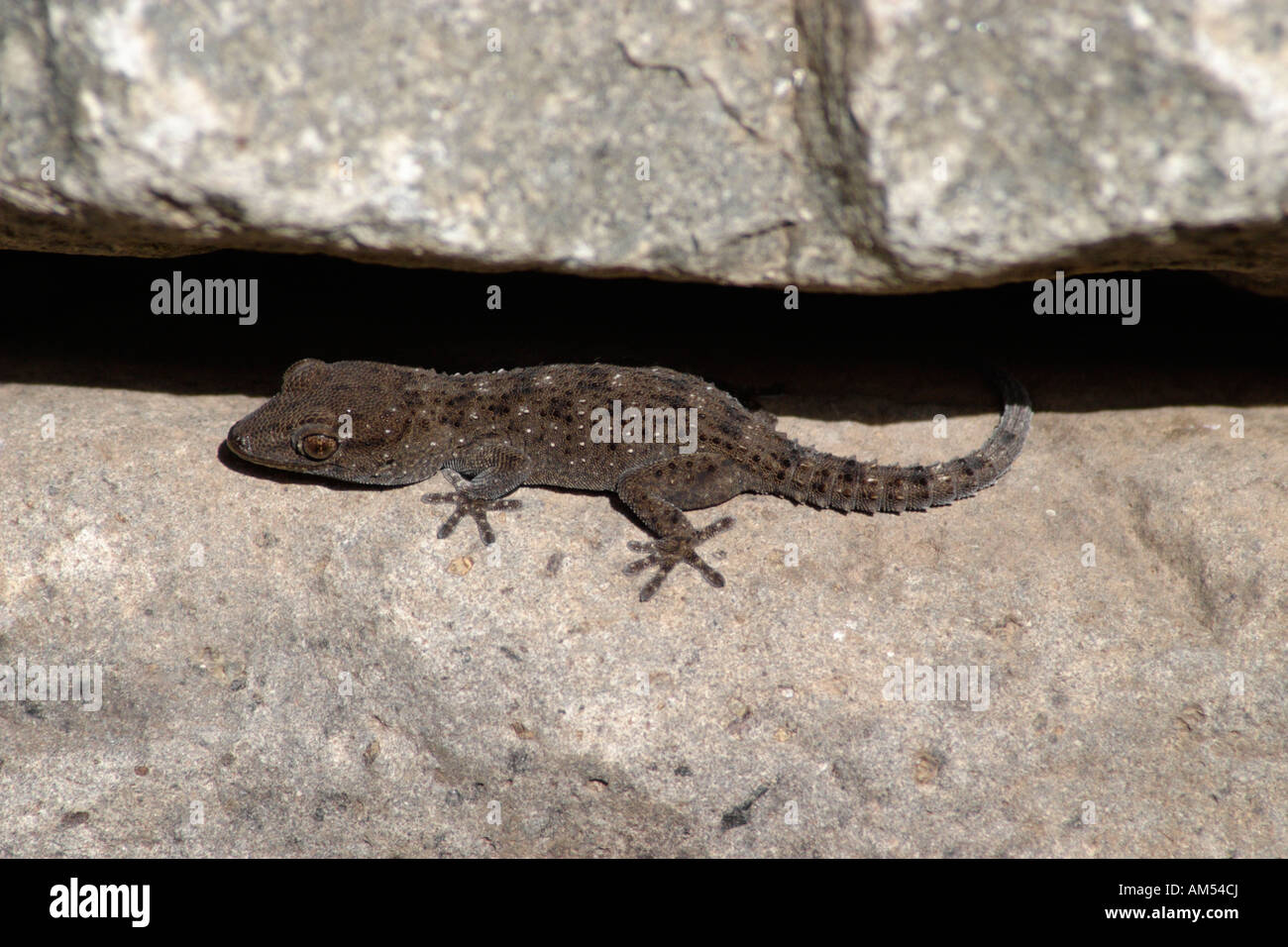 La Gomera soleil Gecko lui-même sur des pierres (Tarentola gomerensis). Banque D'Images