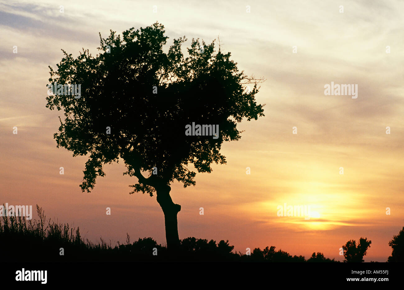 Arbre isolé au coucher du soleil en Provence France Banque D'Images