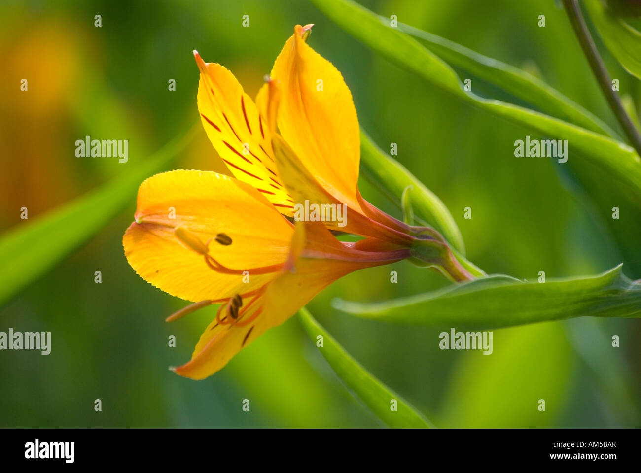 Alstroemeria en fleurs, également connu sous le nom de lis péruvien ou lis de l'Incaspétal Banque D'Images