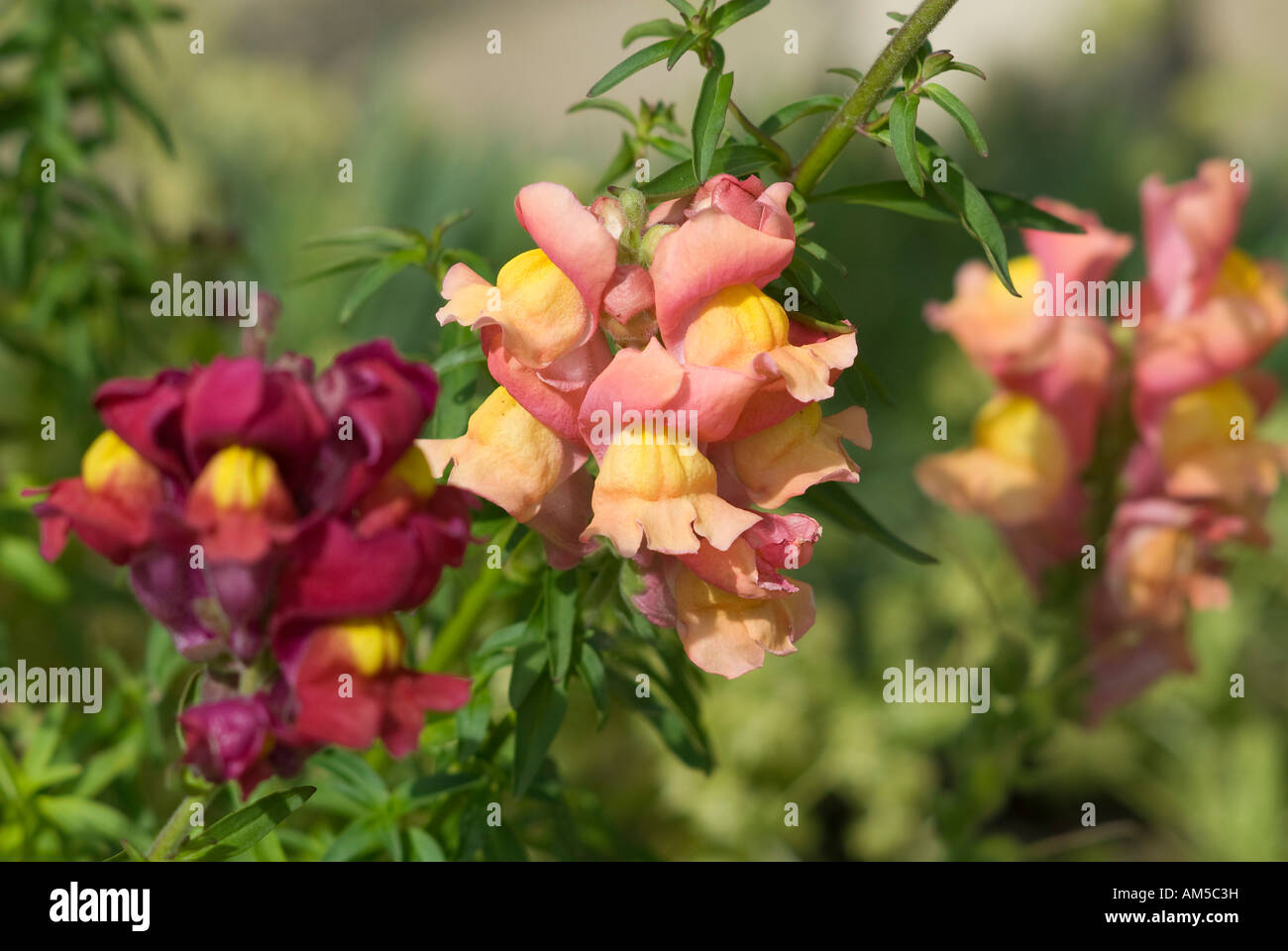 Muflier (Antirrhinum majus) Banque D'Images