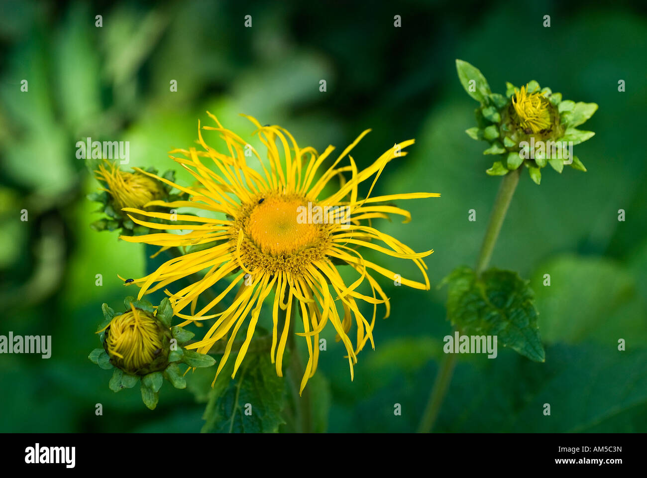 Horse-guérir (Inula helenium) Banque D'Images