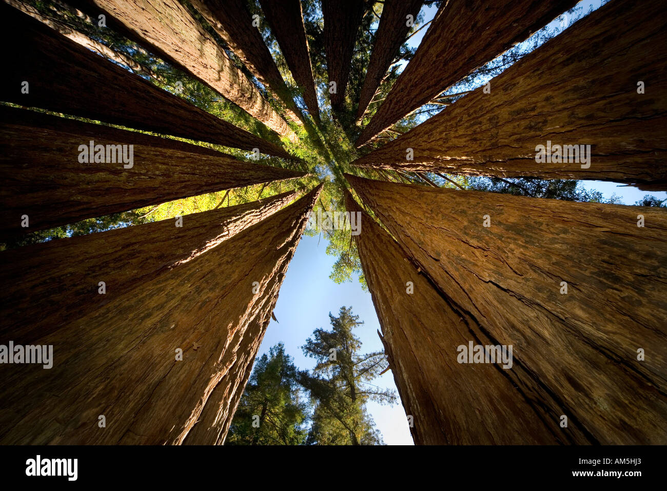 Côte à l'intérieur d'une cathédrale ou Redwood Tree Fairy Ring. Sequoia sempervirens. Un cercle fermé de Redwood. Banque D'Images