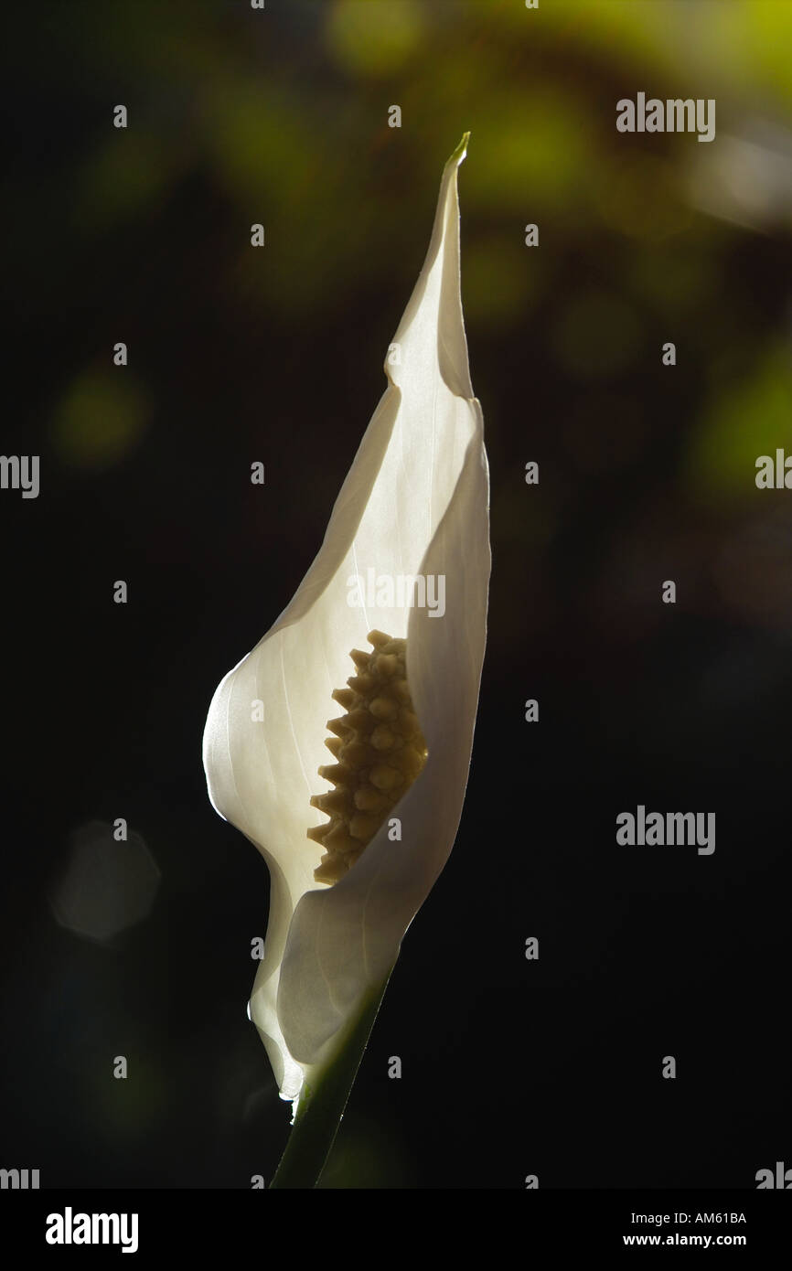 Lily White Sails Spathiphyllum La Paix Banque D'Images
