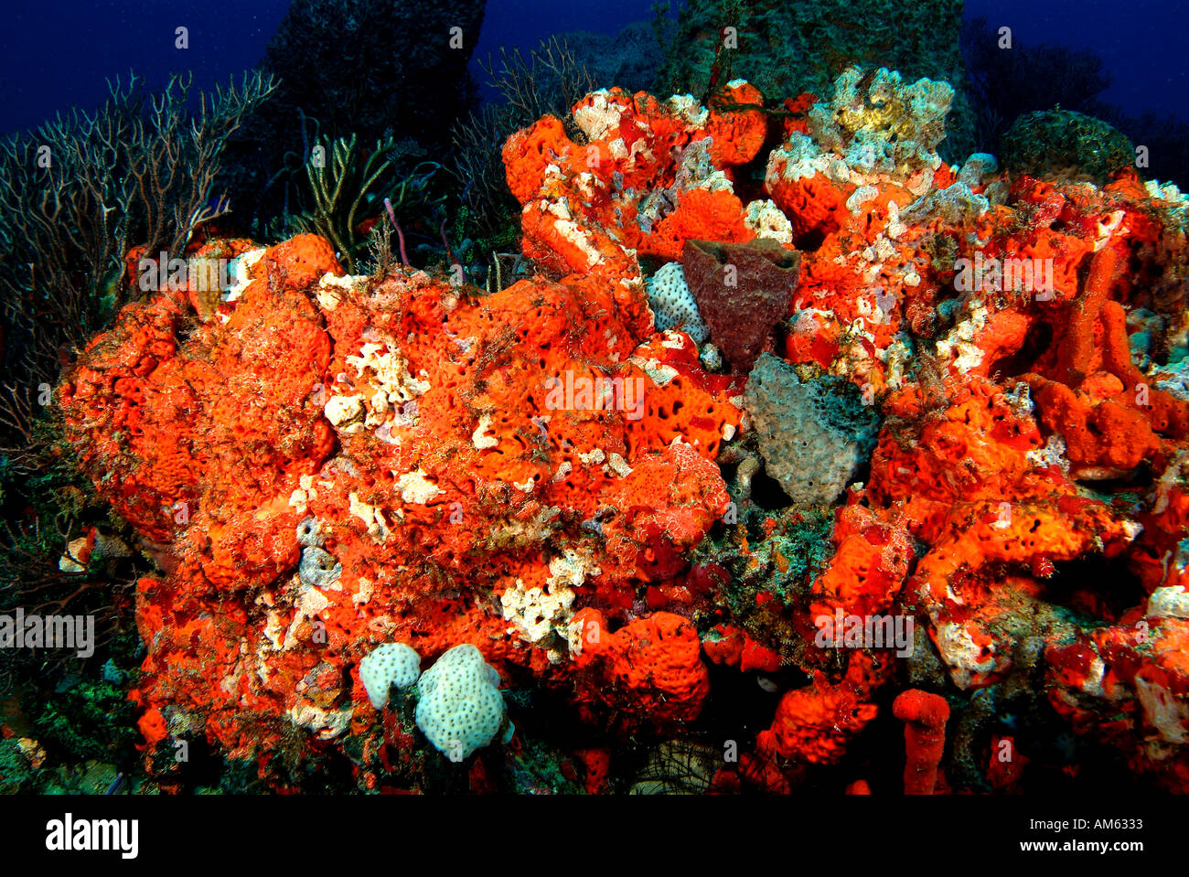 Reef recouvert d'éponges, de l'océan Atlantique, au large de la Floride Banque D'Images