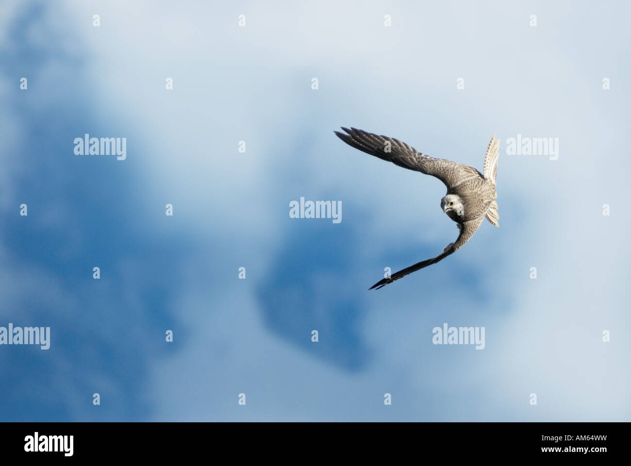 Faucon sacre Falco cherrug) flying Banque D'Images