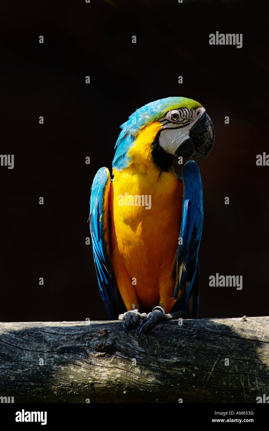 Blue-and-yellow Macaw (Ara ararauna) Banque D'Images