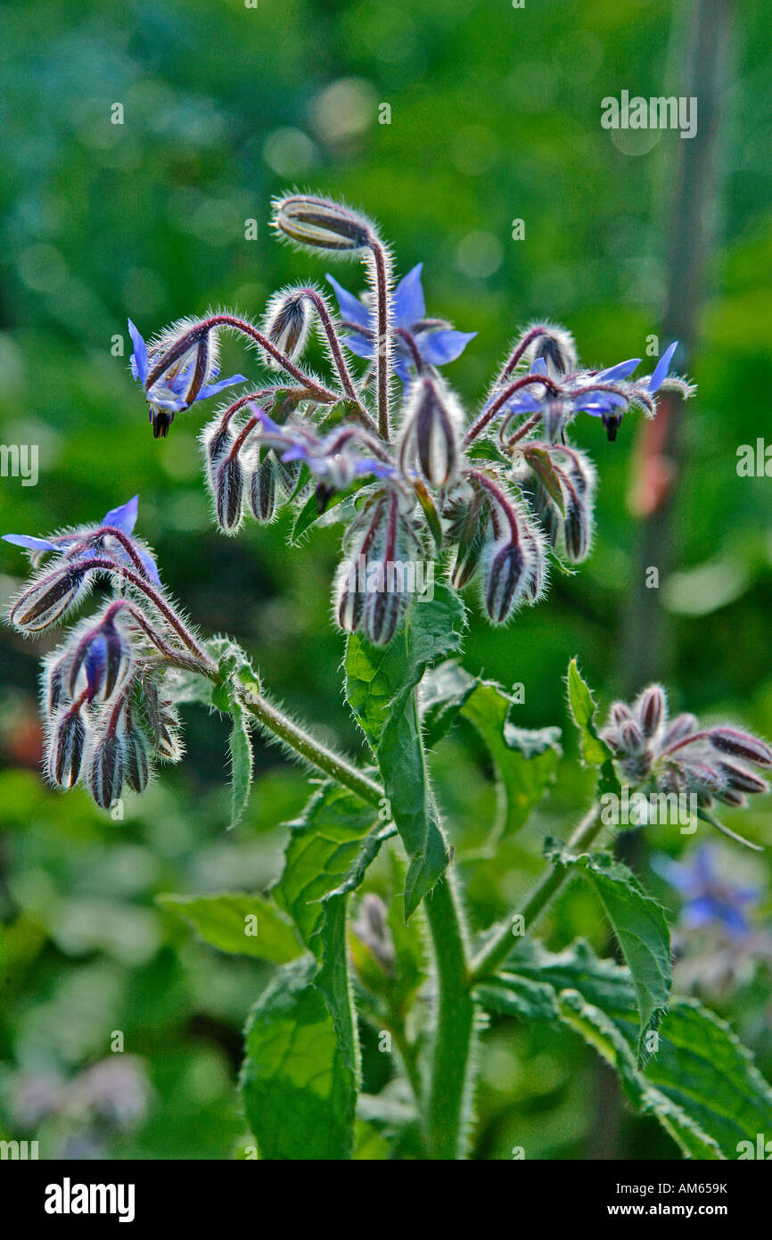 La bourrache (Borago officinalis) avec la rosée du matin Banque D'Images