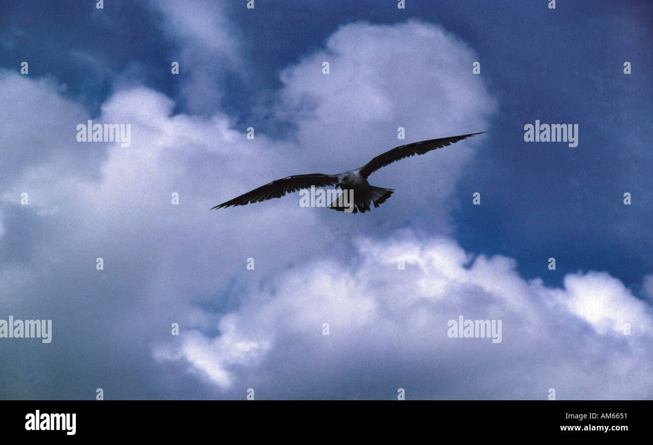 Mouette en vol contre les nuages et ciel bleu Banque D'Images