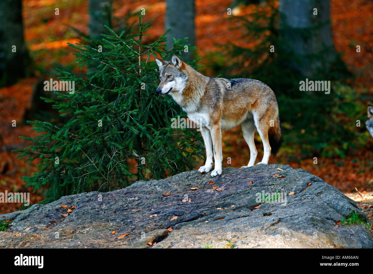 Loup gris (Canis lupus) en paysage d'automne en plein air, forêt de Bavière, Allemagne Banque D'Images