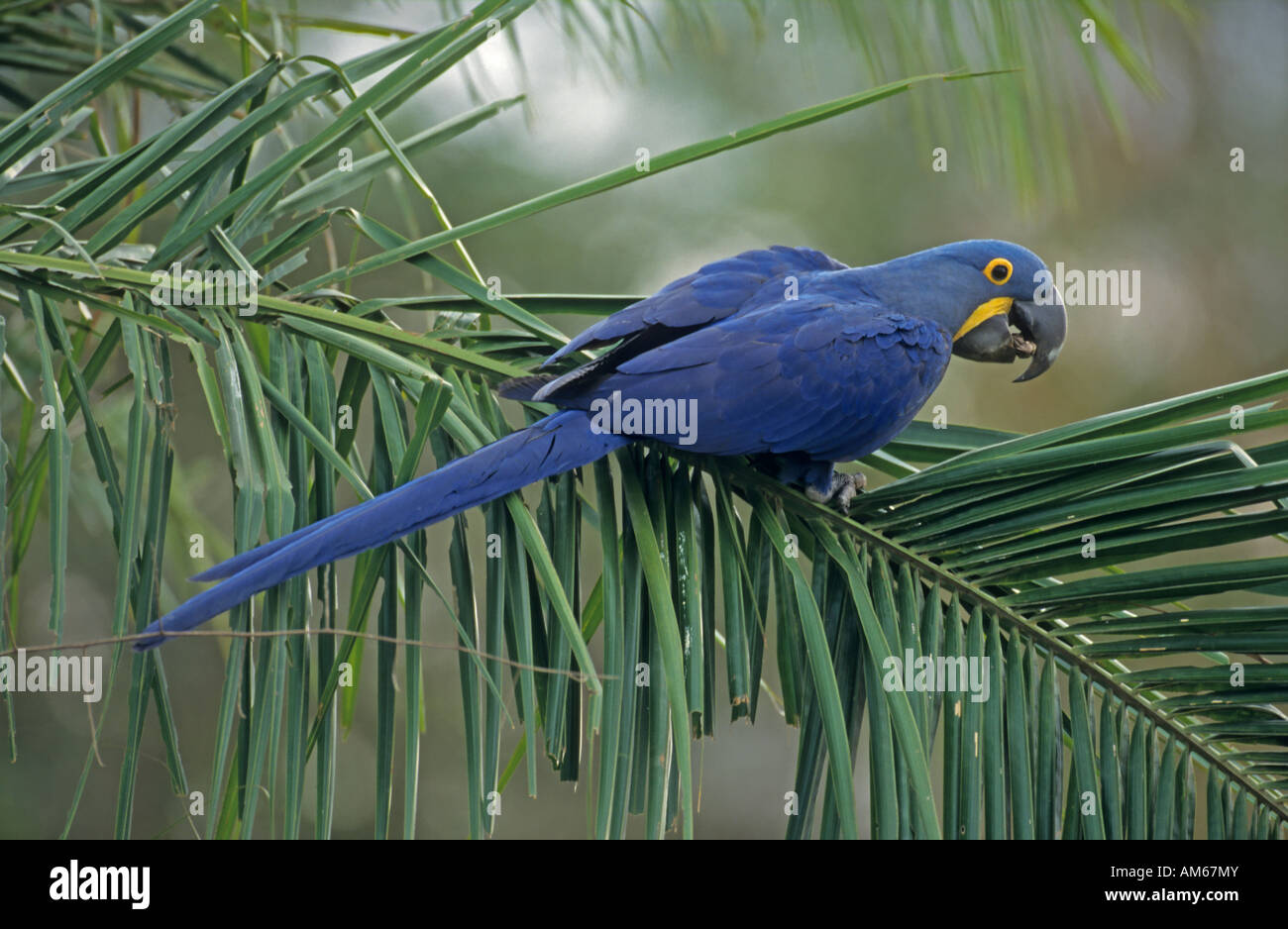 Anodorhynchus hyacinthinus Hyacinth Macaw () Pantanal, Brésil, Amérique du Sud Banque D'Images