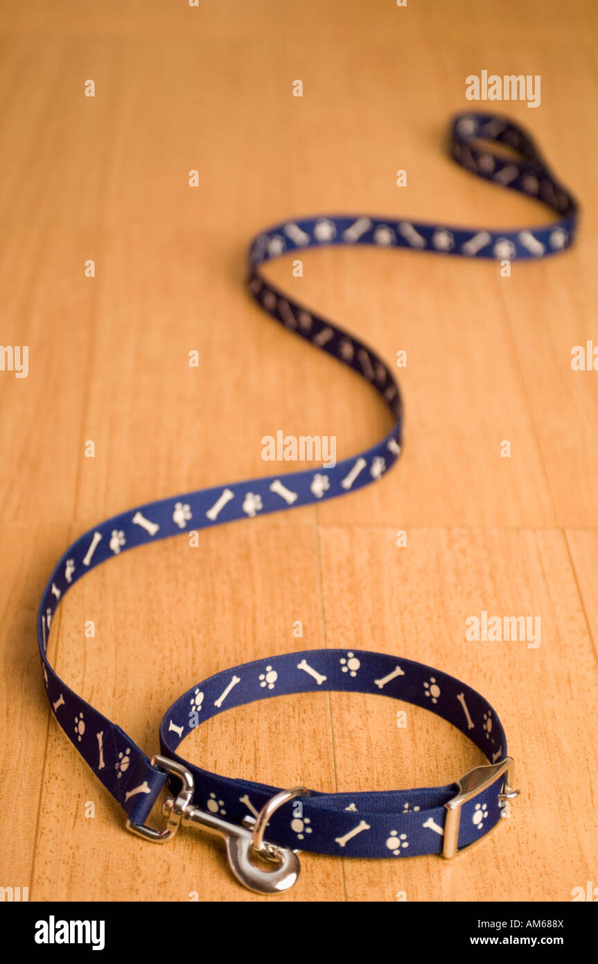 Close-up d'un collier et une laisse pour animaux Banque D'Images