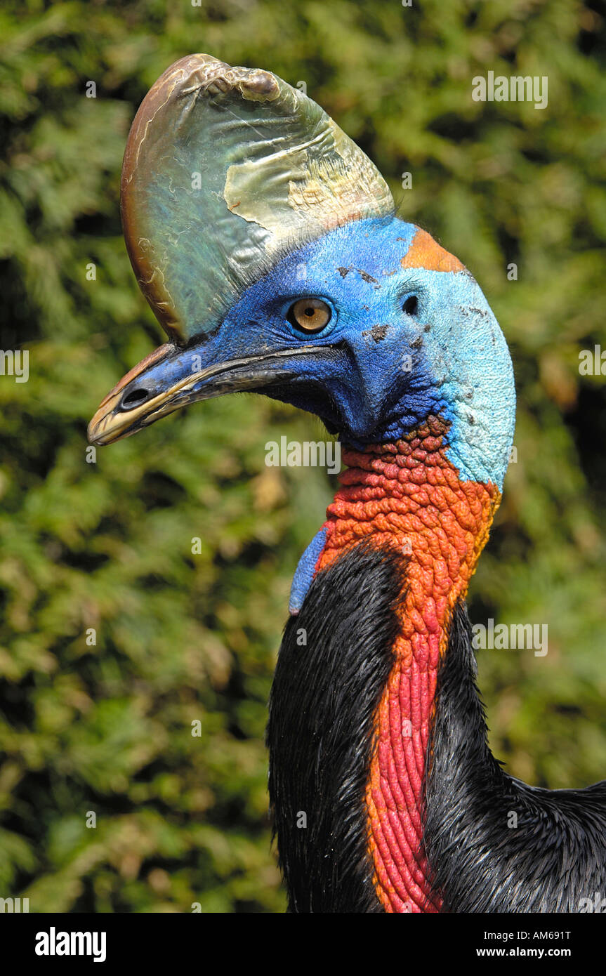 Cassowary, Casuarius casuarius Banque D'Images