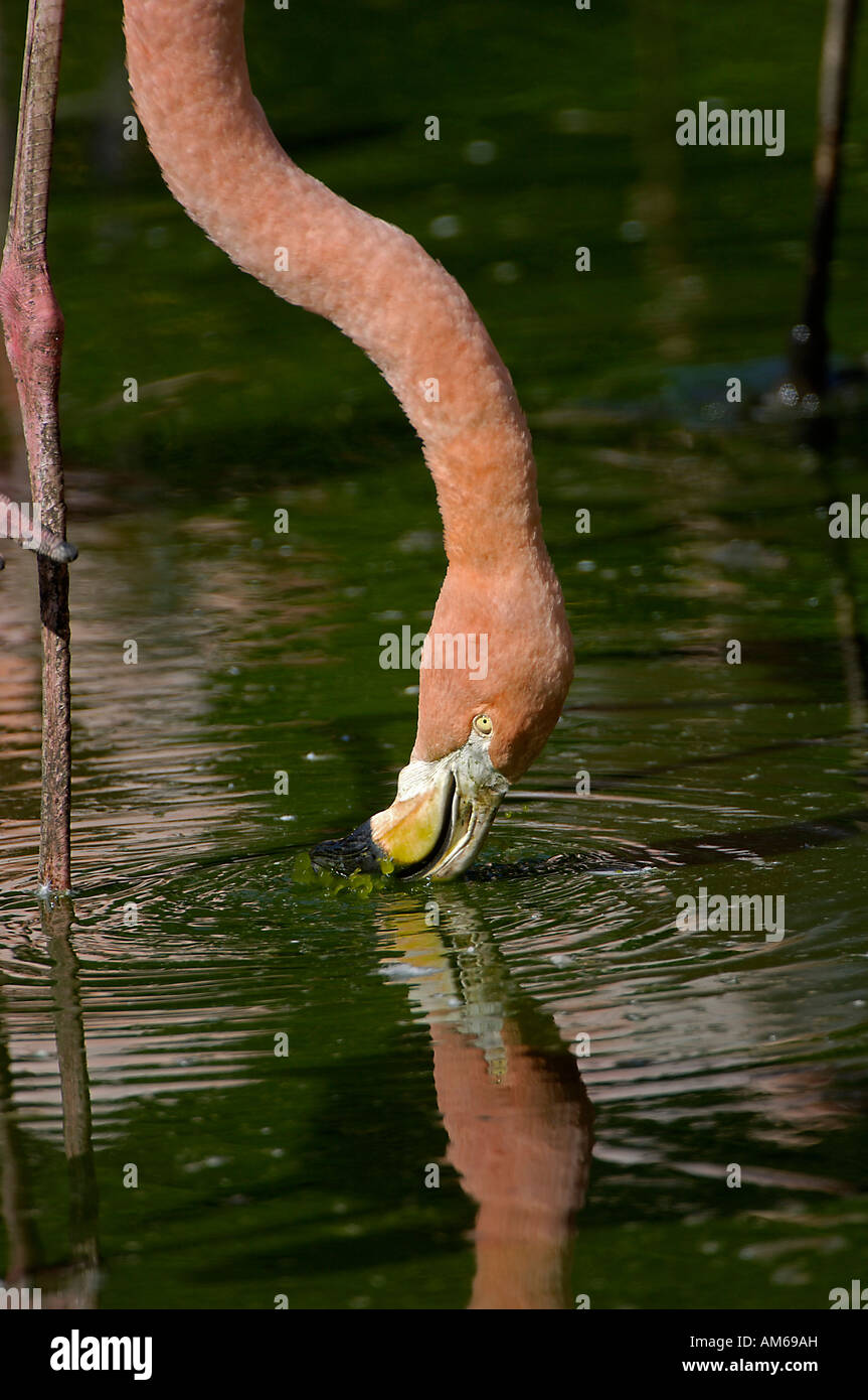 Flamant rose Phoenicopterus ruber à la recherche de plancton dans l'eau Banque D'Images