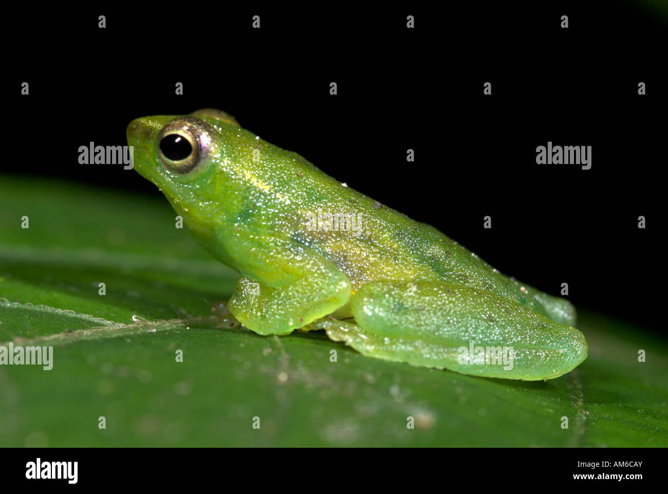 Grenouille Hyla punctata verre Iquitos Pérou du Nord Banque D'Images