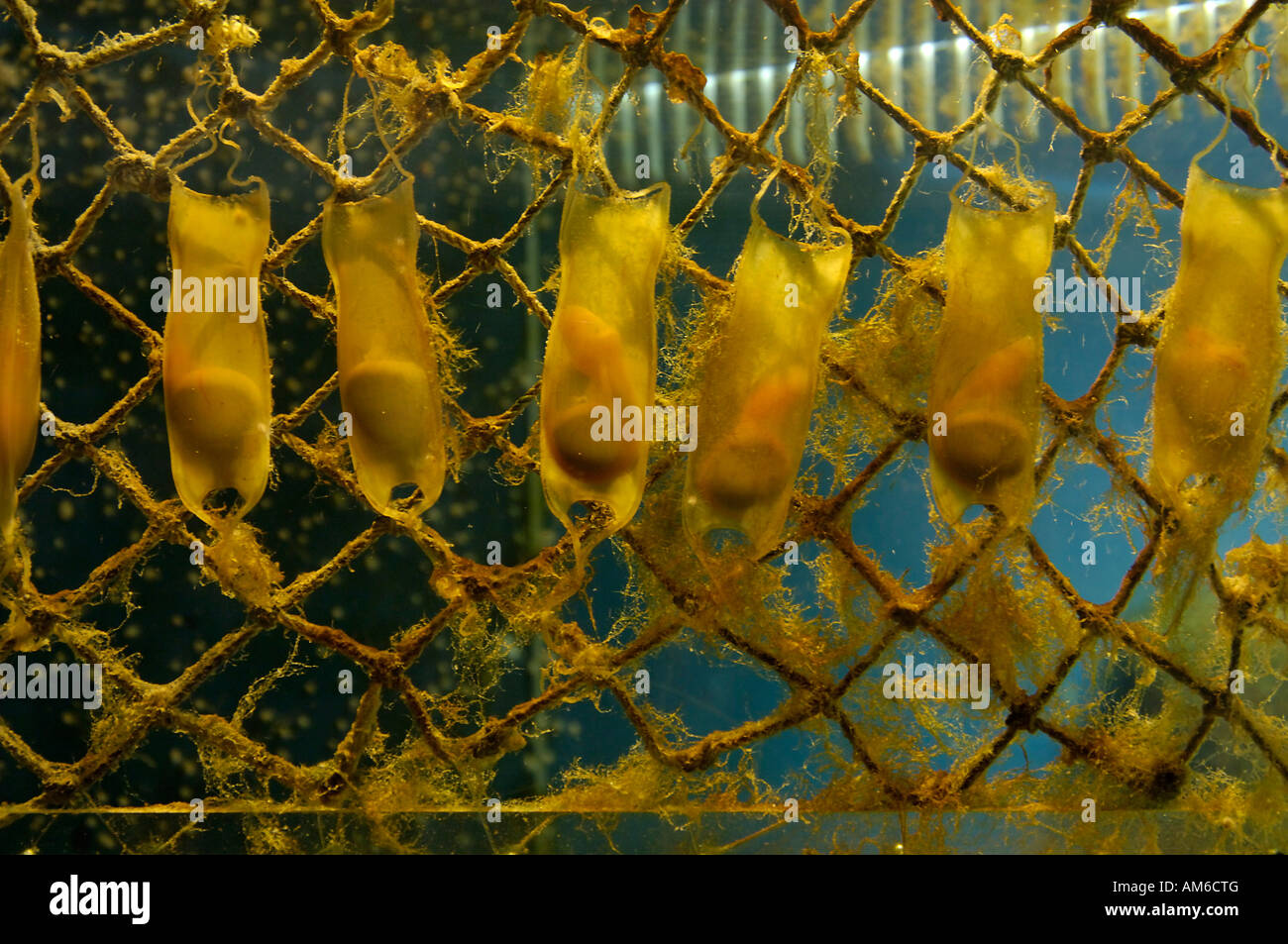 Oeufs de requins Banque de photographies et d’images à haute résolution Alamy