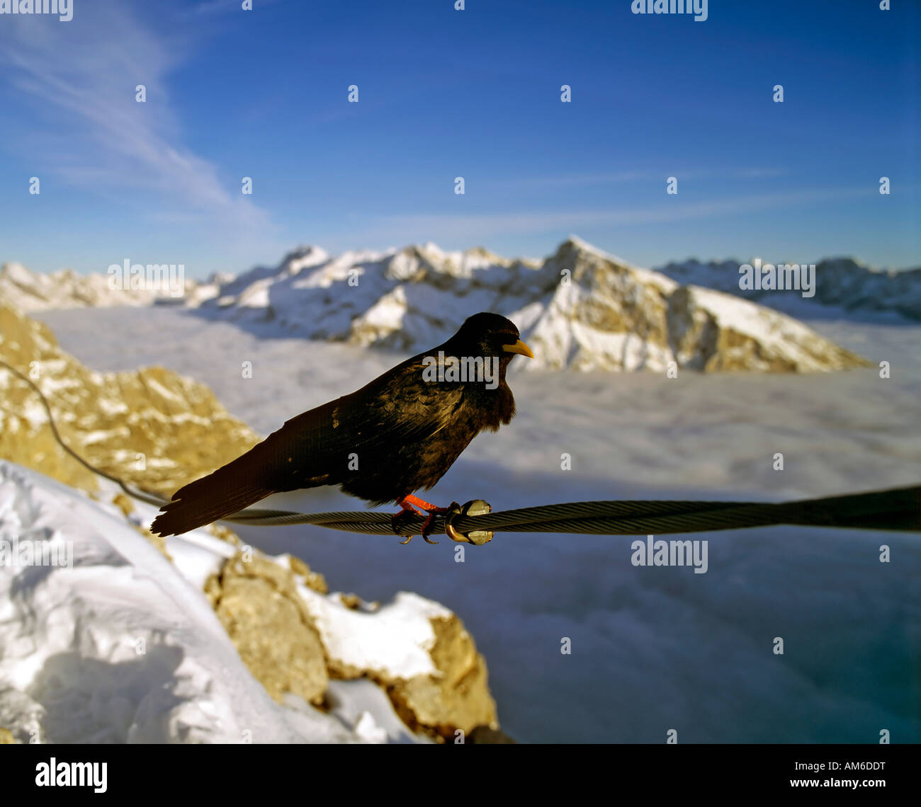 Alpine chough Pyrrhocorax graculus) (à l'Mittenwalder Hoehenweg, derrière la crête de Karwendelmain et Pleisenspitze, Karwendel, Ty Banque D'Images