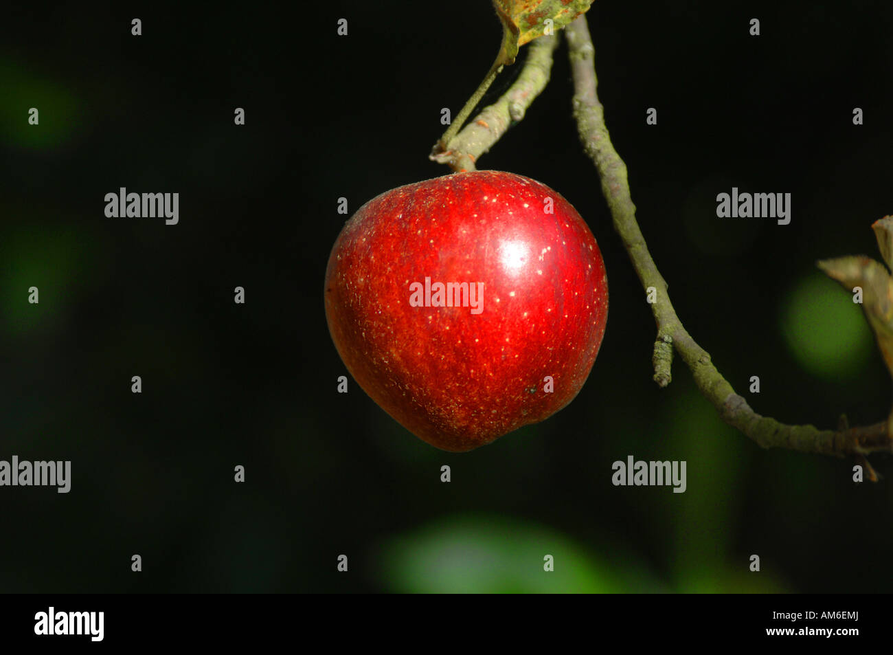 Apple spartiate sur un arbre dans le Kent, Angleterre Banque D'Images