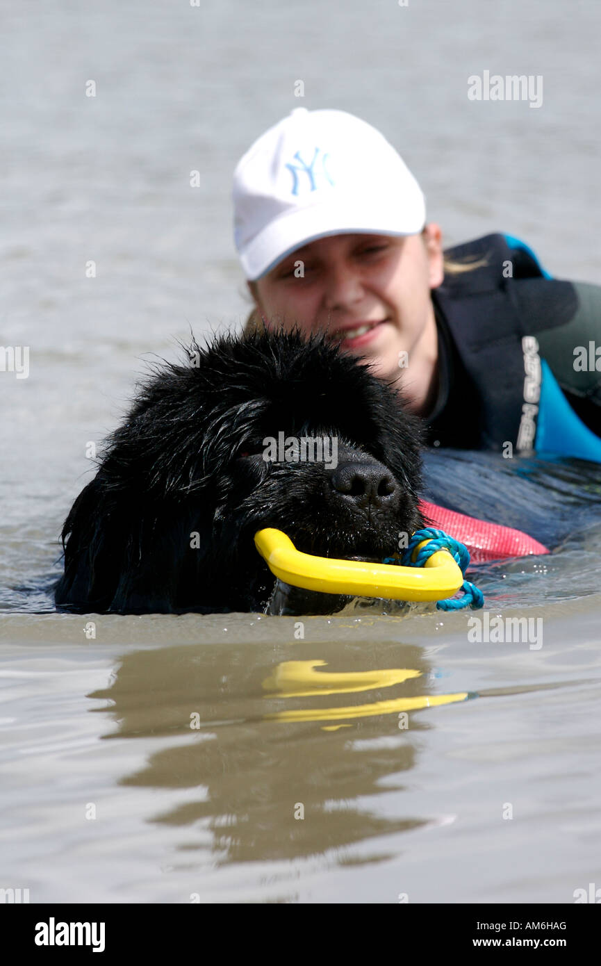 Un Chien Terre-Neuve sauve un nageur pendant une session de formation à un réservoir Midlands Banque D'Images