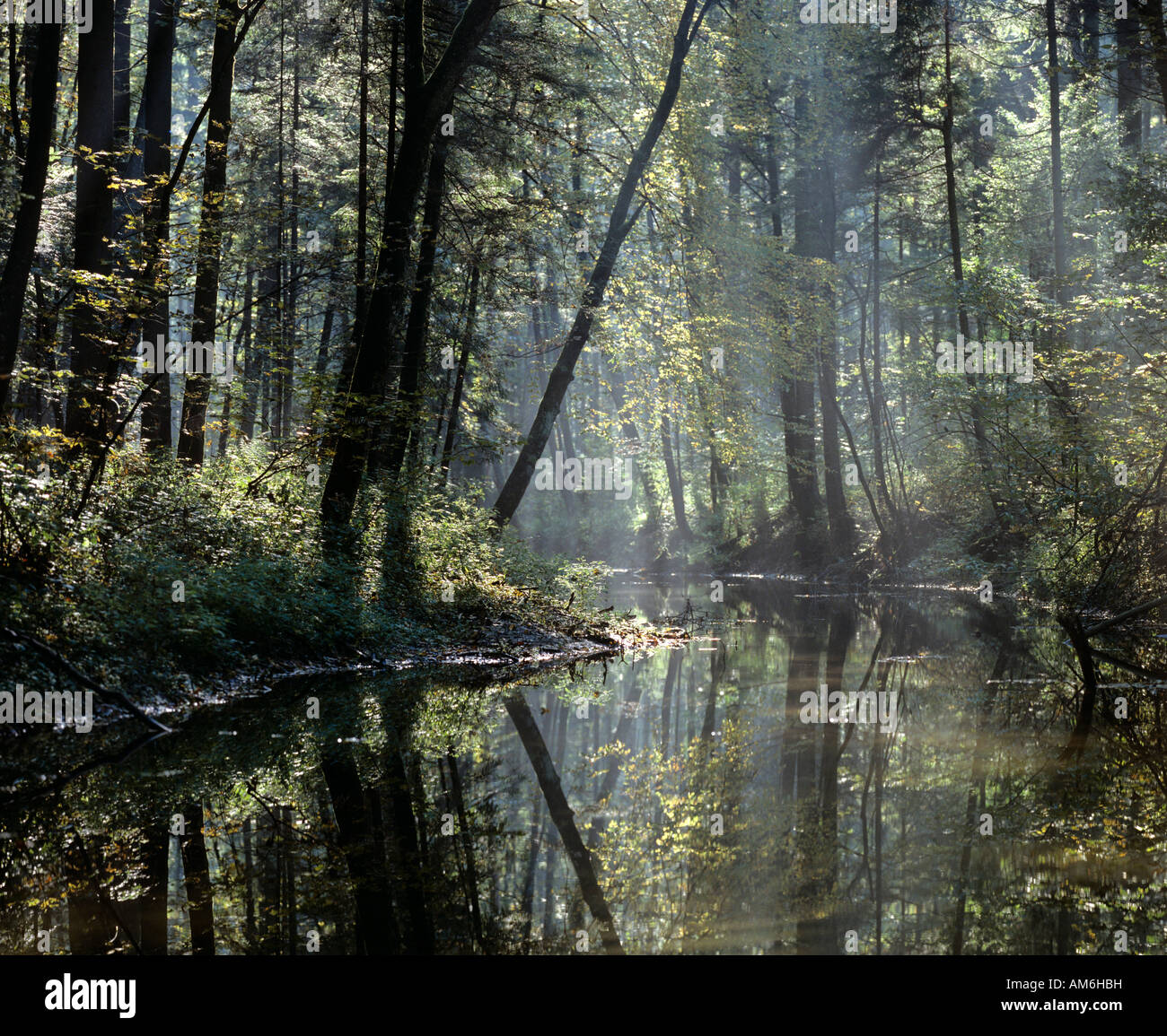 L'eau stagnante dans la forêt, au levé du soleil Banque D'Images