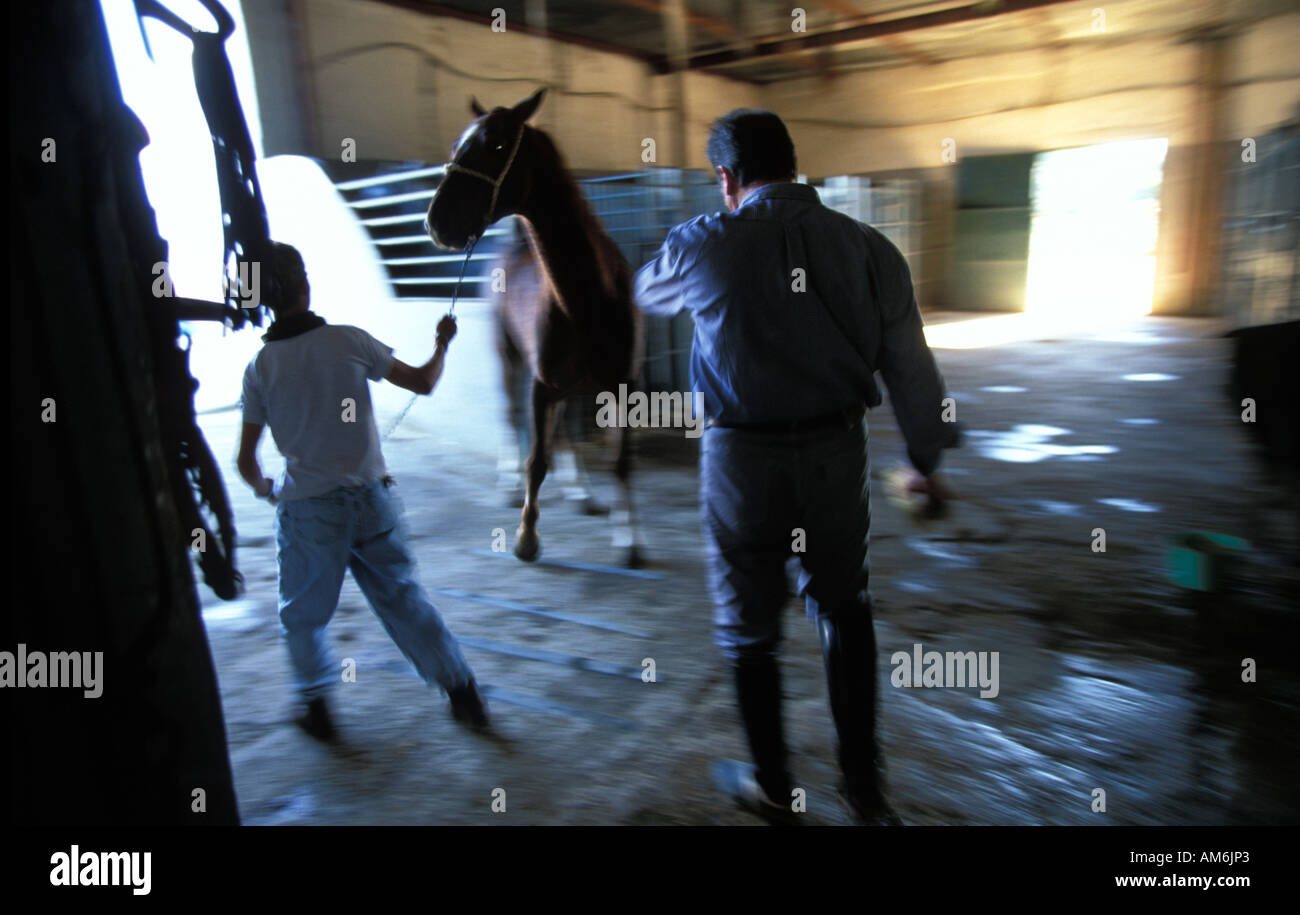 Un chartreux pure race horse in stable en andalousie Banque D'Images