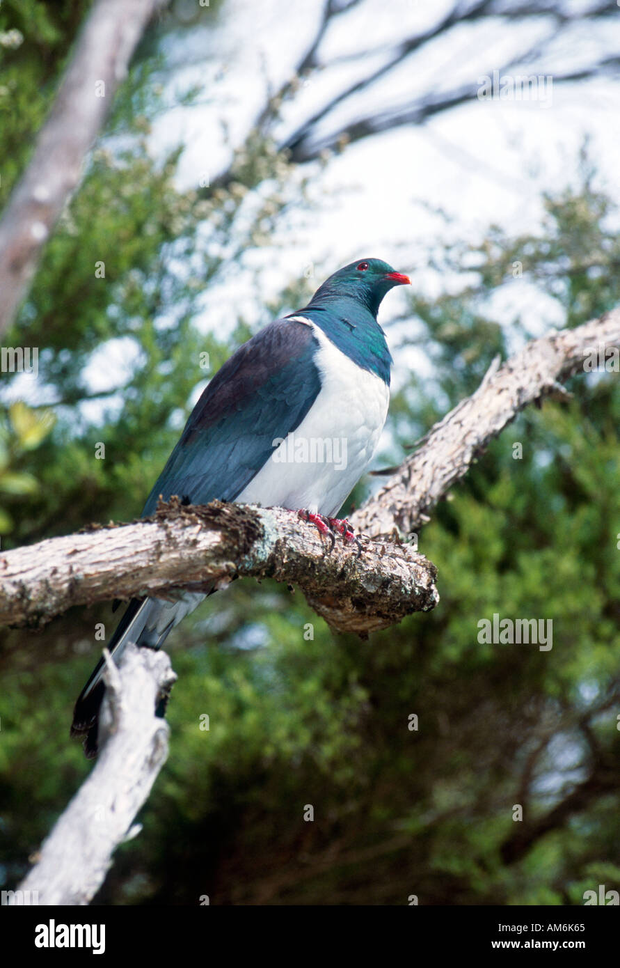 Nouvelle-zélande sauvage pigeon ramier perché sur une branche dans le parc national Abel Tasman Nouvelle Zélande Banque D'Images