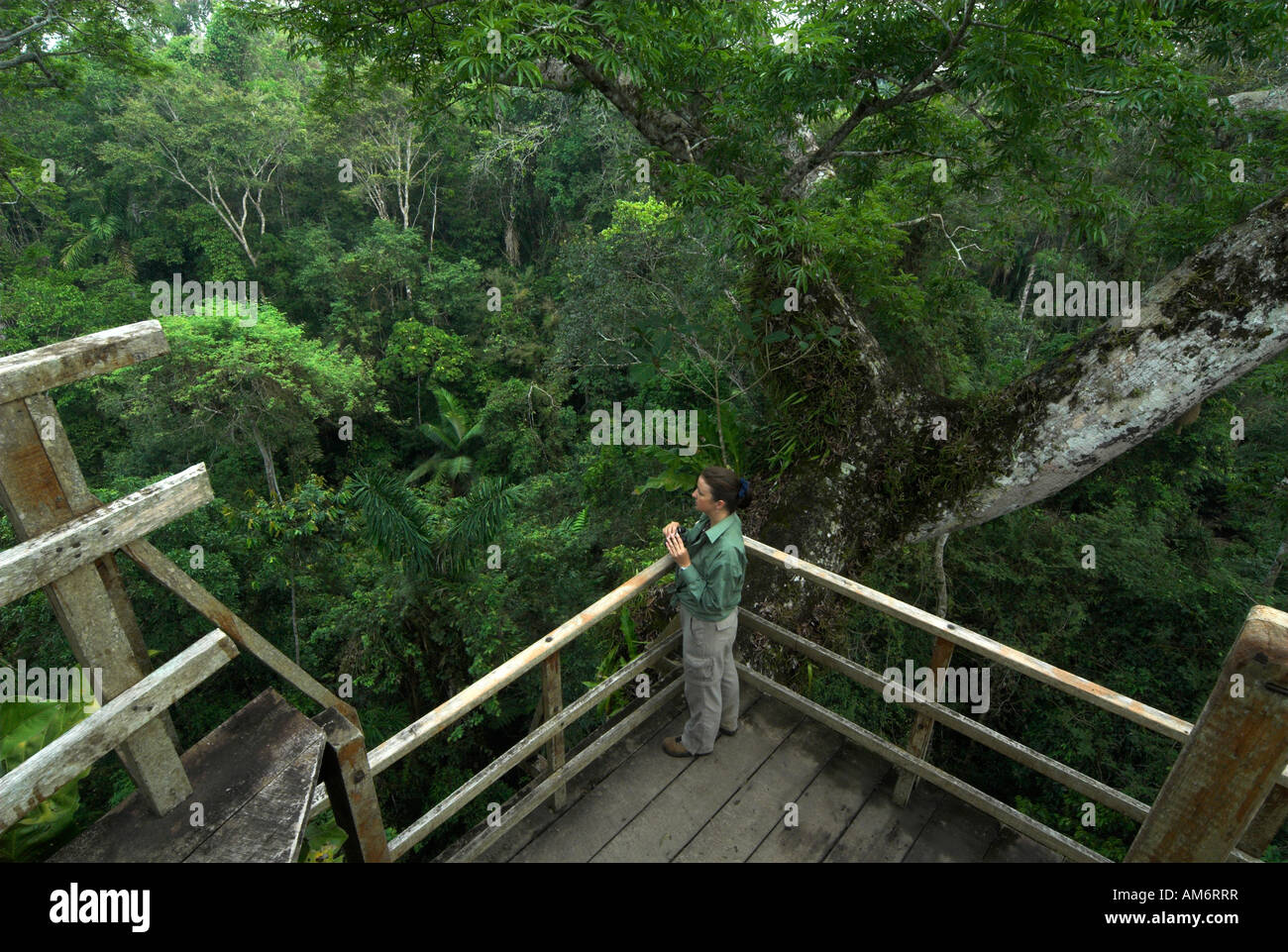 Plate-forme d'observation en haut de l'arbre Ceiba Ceiba pentandra Manu Wildlife Center Pérou Banque D'Images