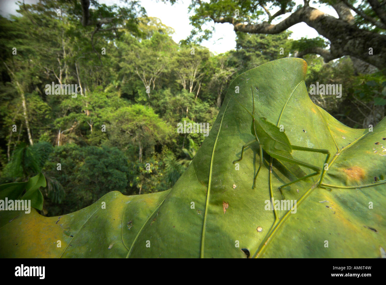 Sauterelle verte Acrididae sp sur de grandes feuilles au coeur de la forêt tropicale de 40 mètres de haut Manu Wildlife Center Pérou Banque D'Images