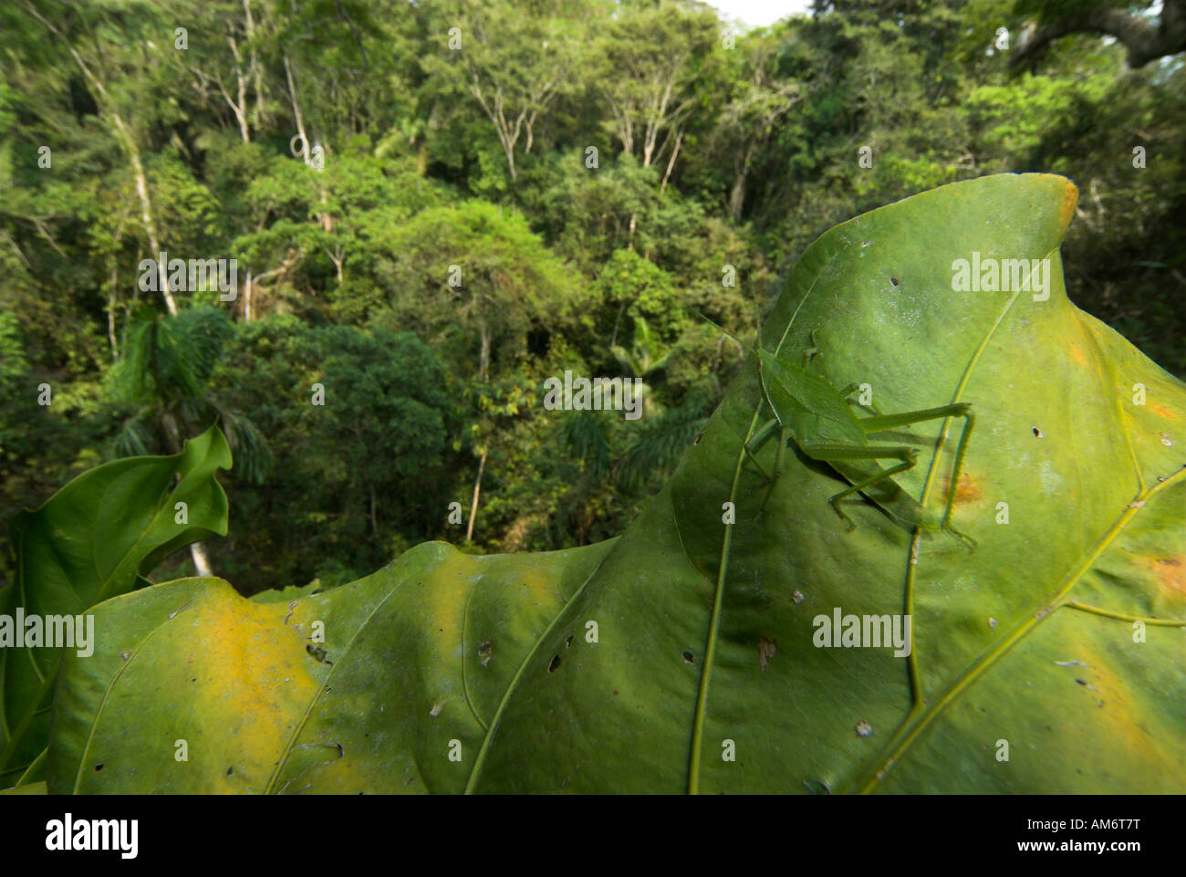 Sauterelle verte Acrididae sp Manu Wildlife Center Pérou Banque D'Images
