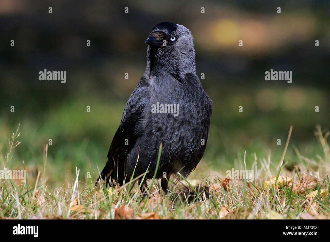 Choucas - portrait (Corvus monedula) Banque D'Images