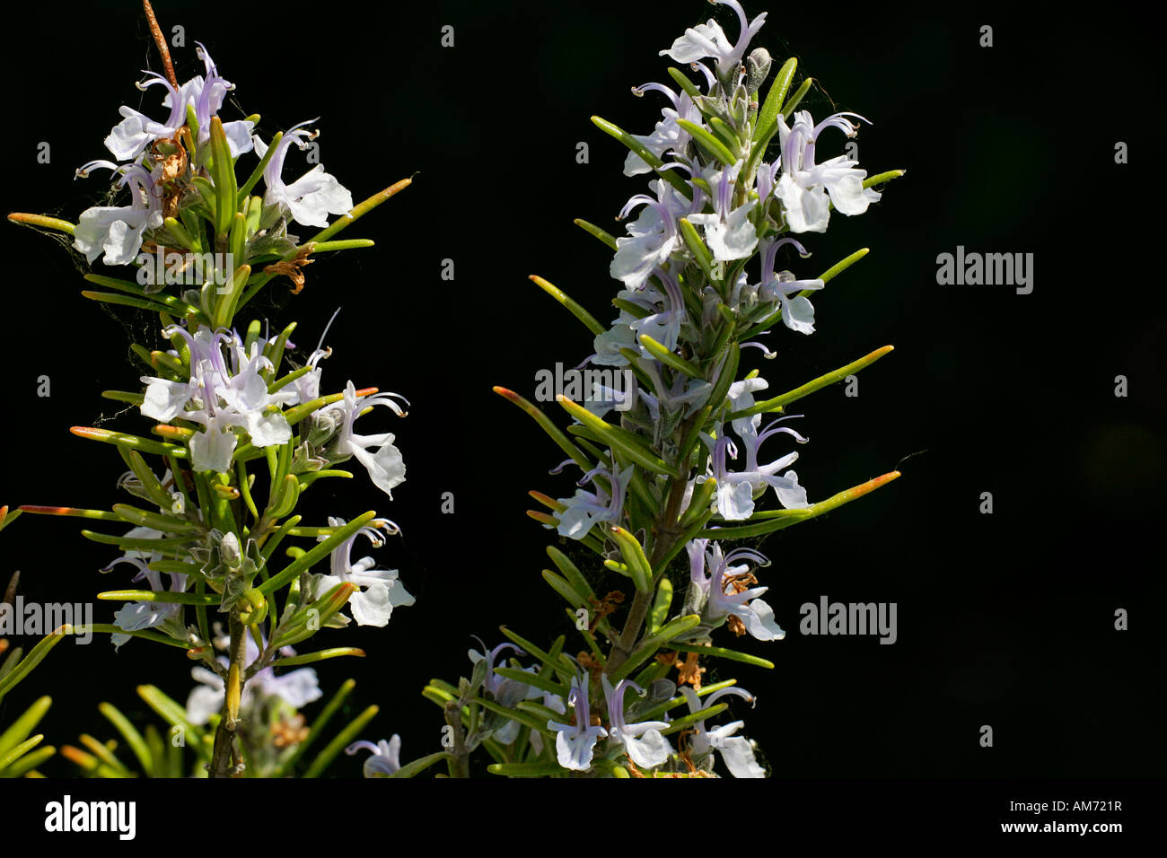 La floraison le romarin (Rosmarinus officinalis) Banque D'Images