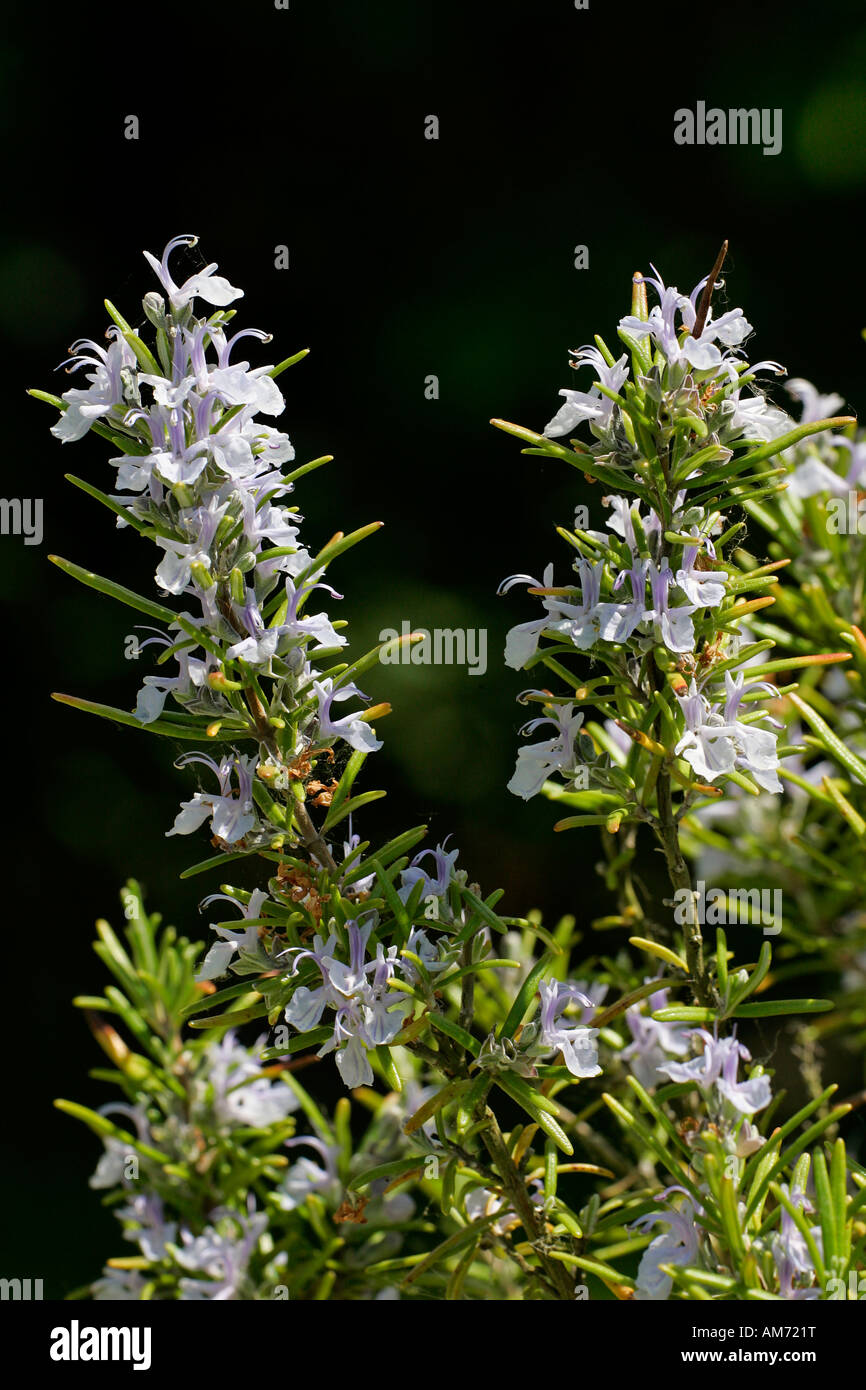 La floraison le romarin (Rosmarinus officinalis) Banque D'Images