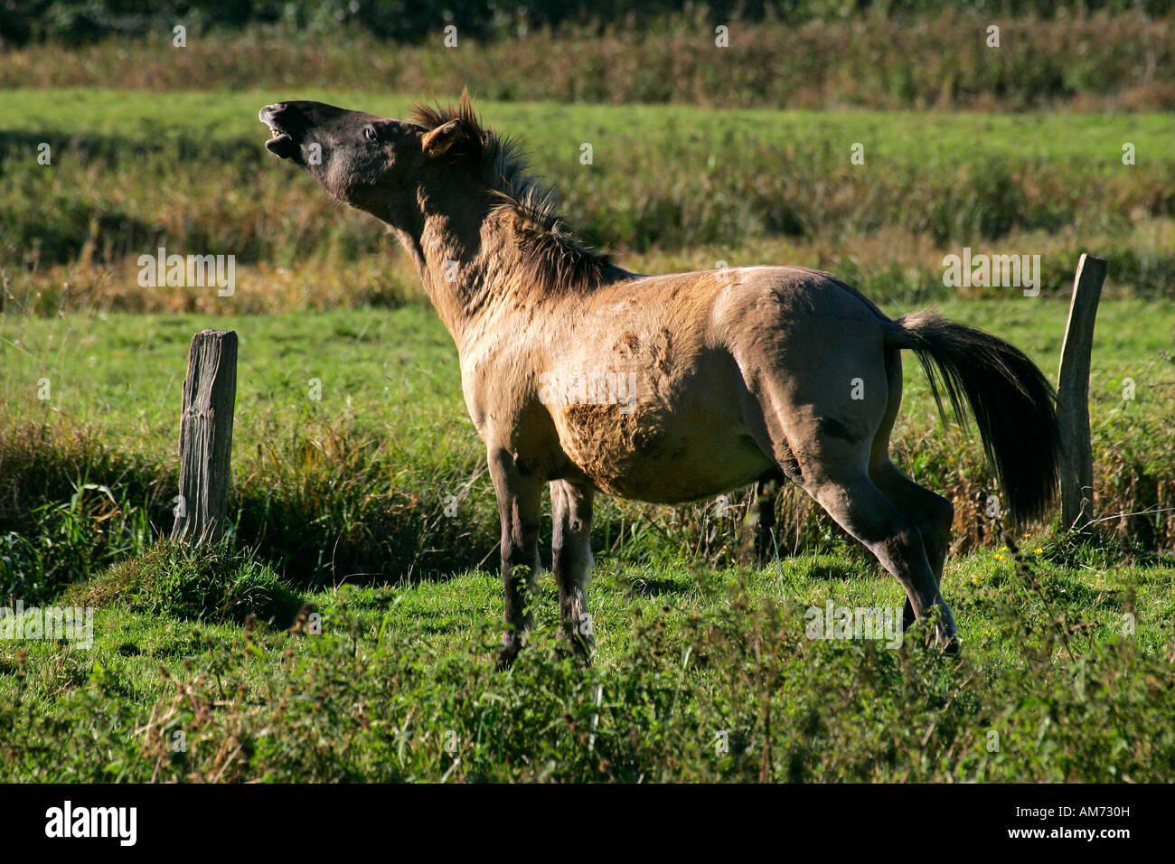 Chevaux Konik - etalon konik - comportement (Equus przewalskii f. caballus) Banque D'Images
