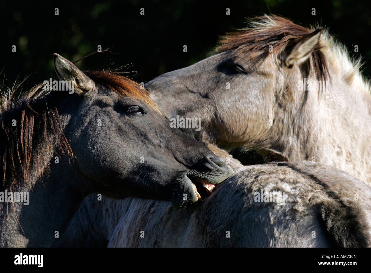 Chevaux Konik - comportement social (Equus przewalskii f. caballus) Banque D'Images