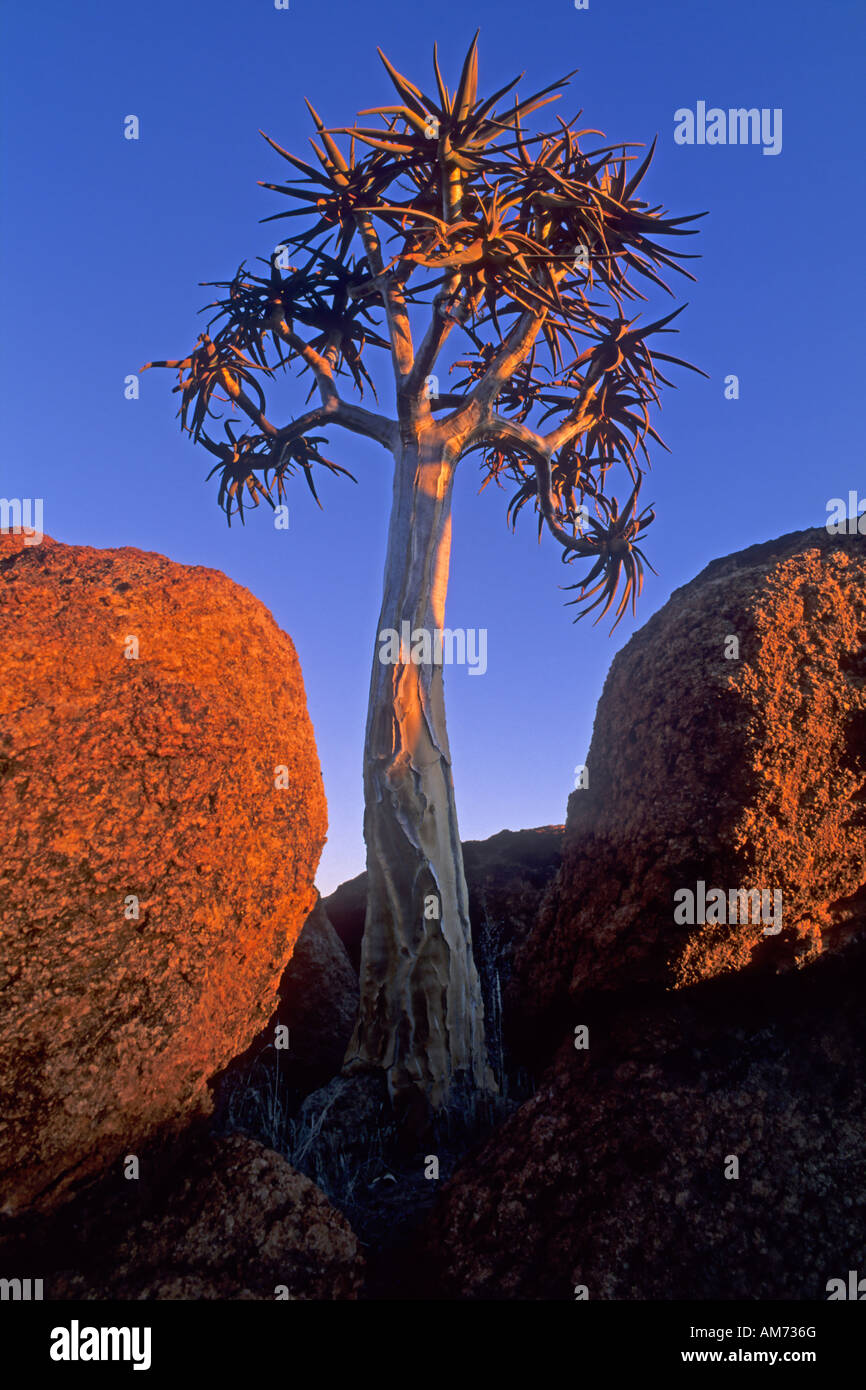 Kokerboom (Aloe dichotoma) soleil du soir, Namibie, Afrique Banque D'Images