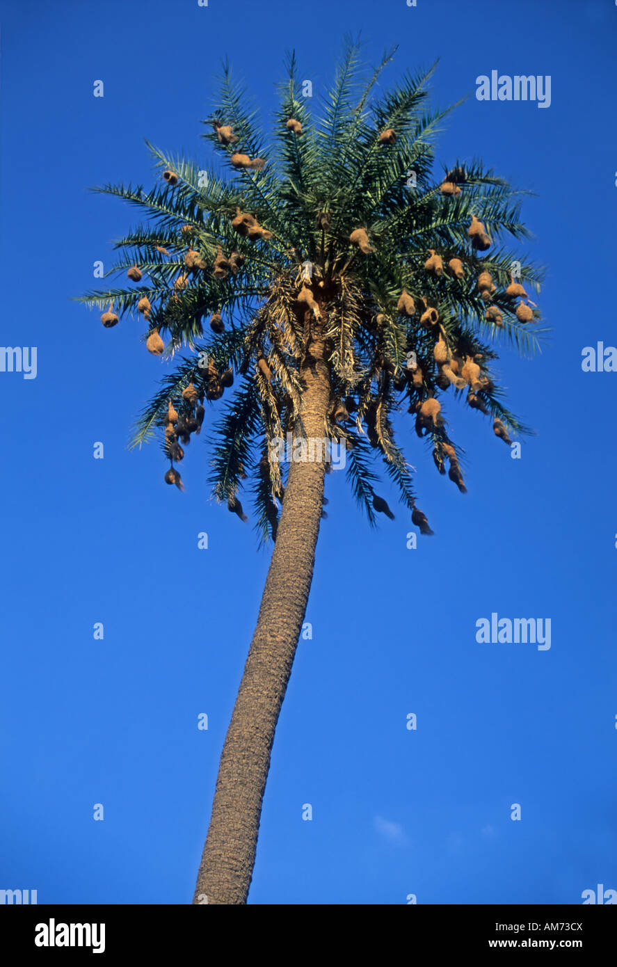 Palm tree, le parc national de Ranthambore, en Inde Banque D'Images