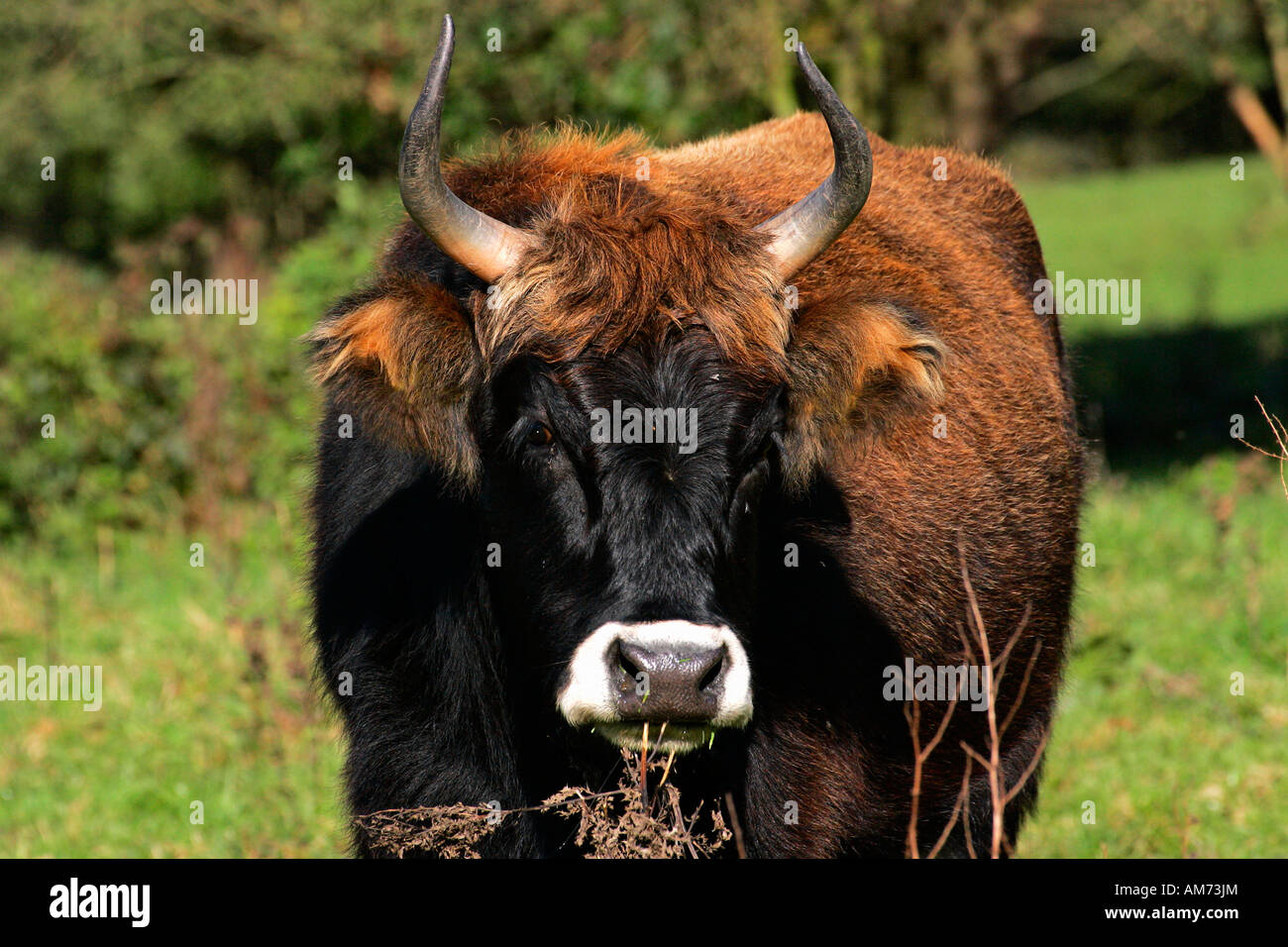 - Bovins Heck heck cattles - portrait - vache (Bos primigenius f. taurus) Banque D'Images