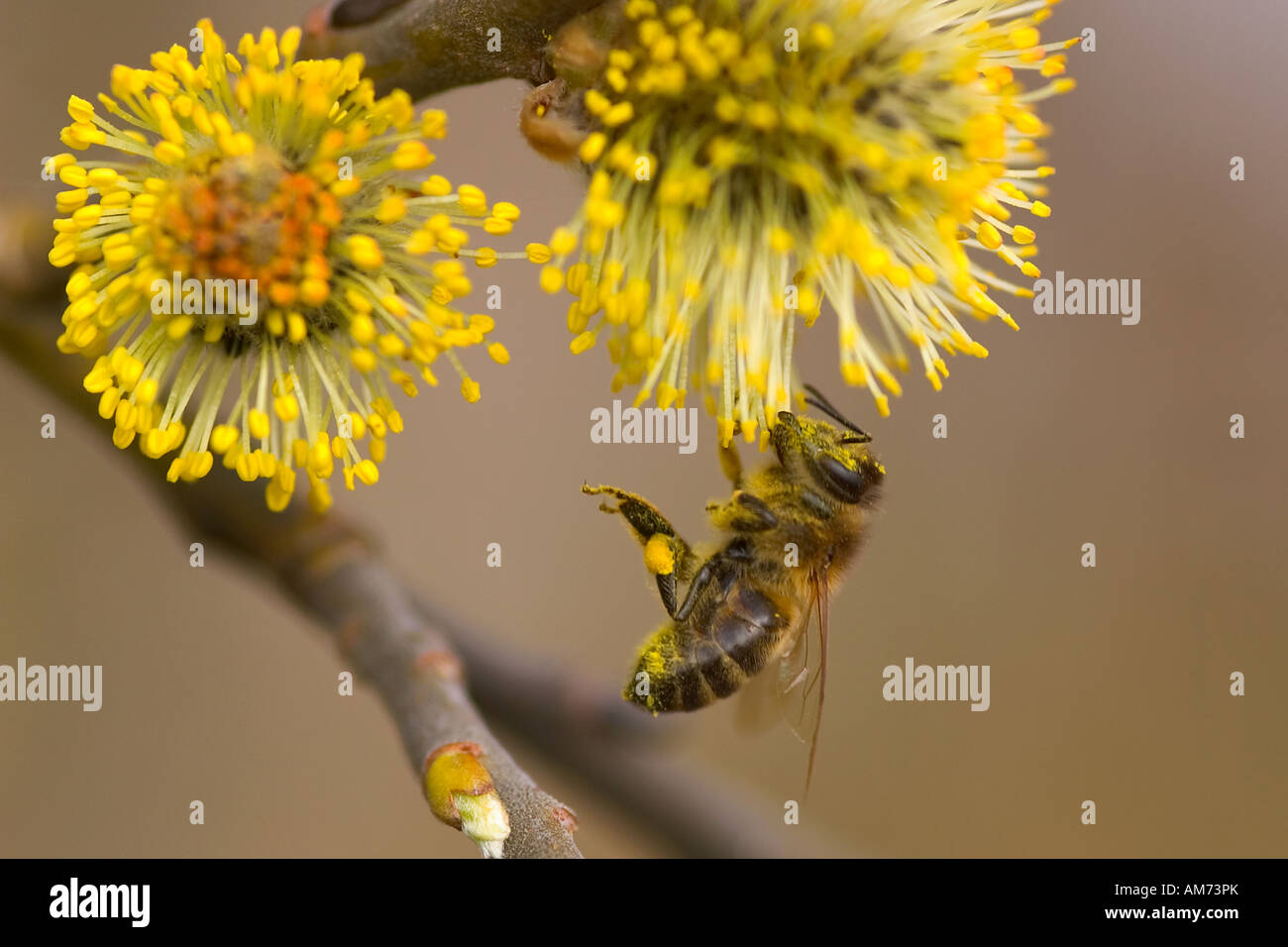 Abeille (Apis mellifera), suspendu à un oranger Banque D'Images