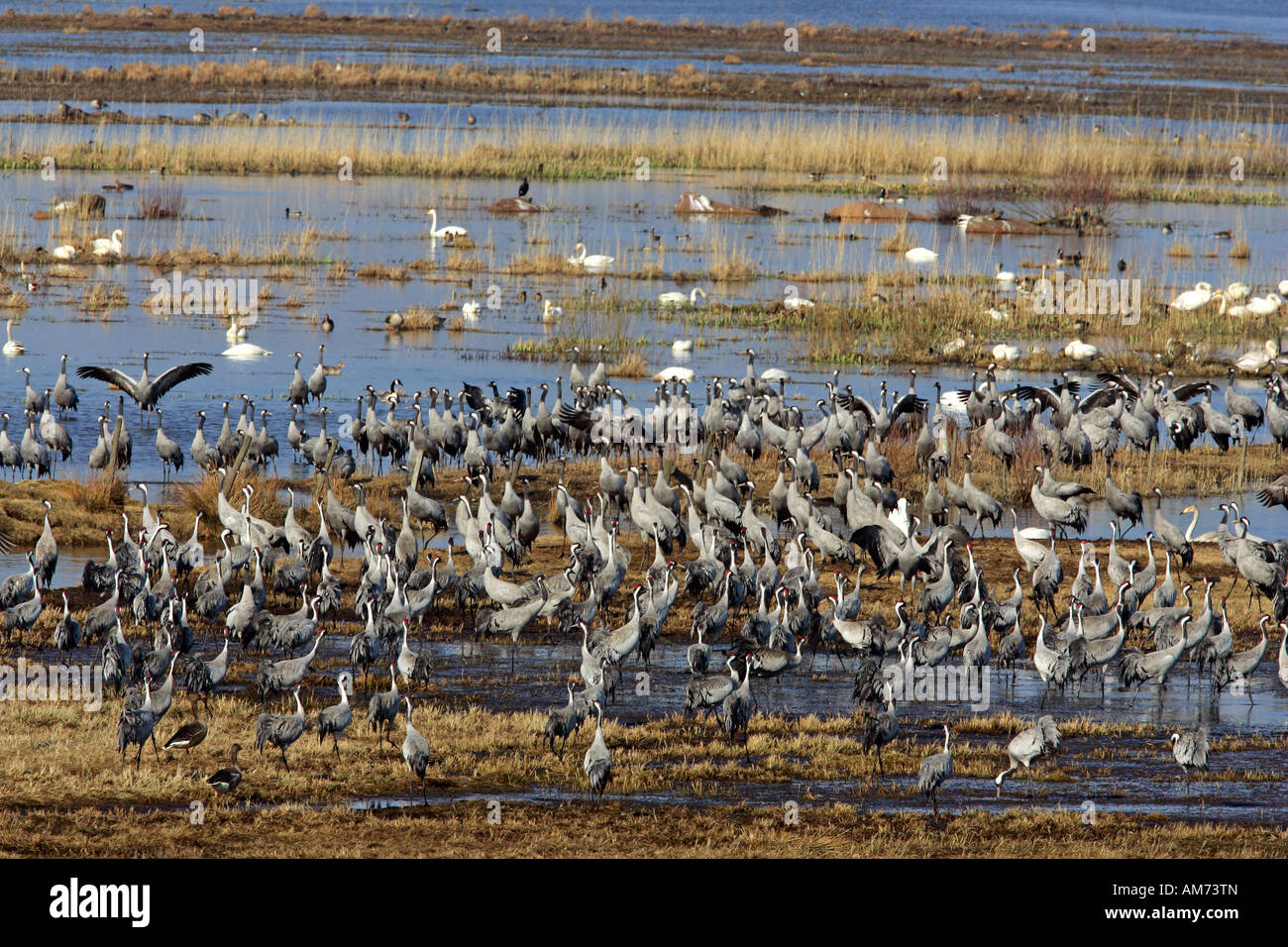 Grues Cendrées au repos (Grus grus) au lac Hornborga en Suède - Europe Banque D'Images